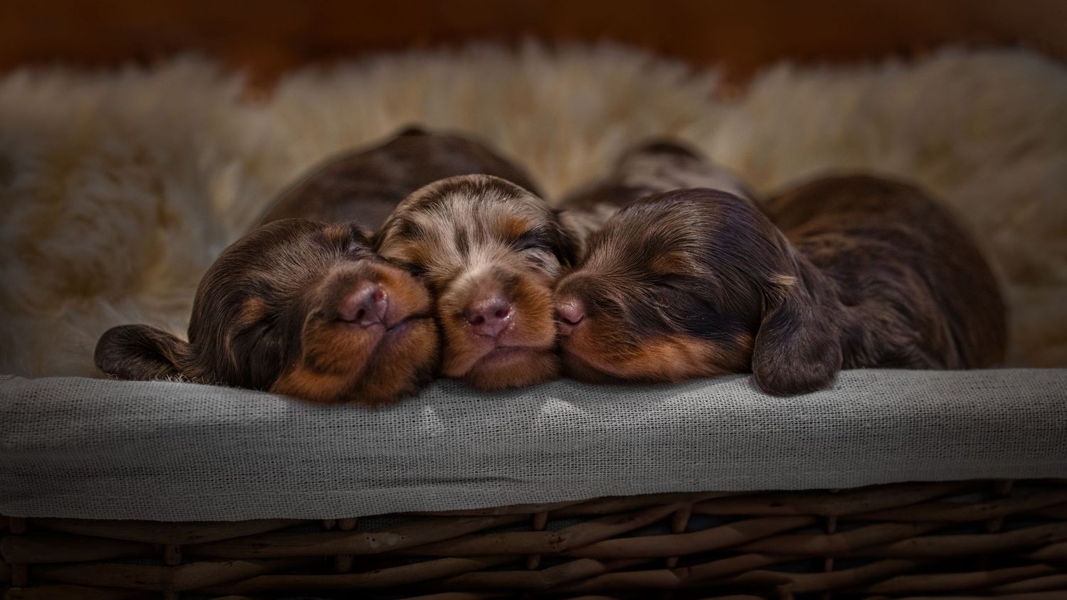 PUPPIES