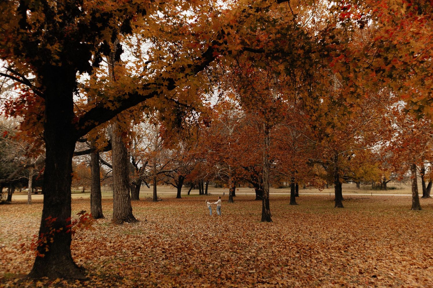 Autumn trees with orange leaves line a park path as fallen foliage blankets the ground in warm earth tones.