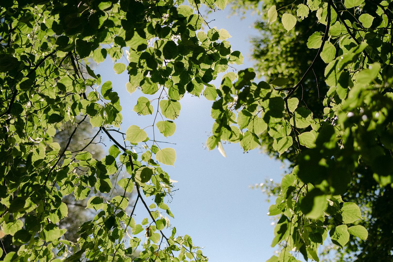 Looking up through lush green birch tree leaves framing a bright blue summer sky.