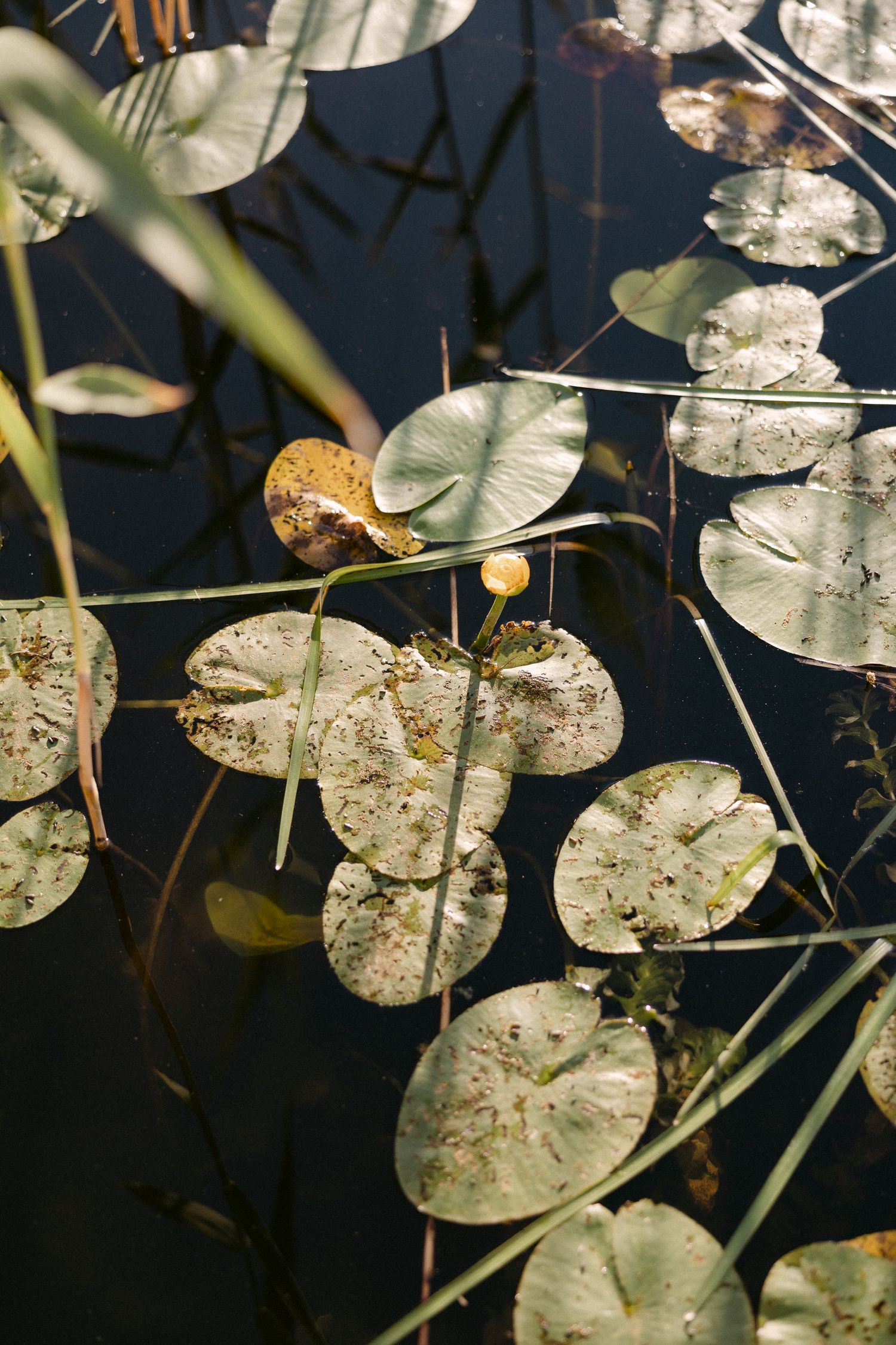 Lily pads and aquatic plants float on dark water surface in a serene natural pond setting.