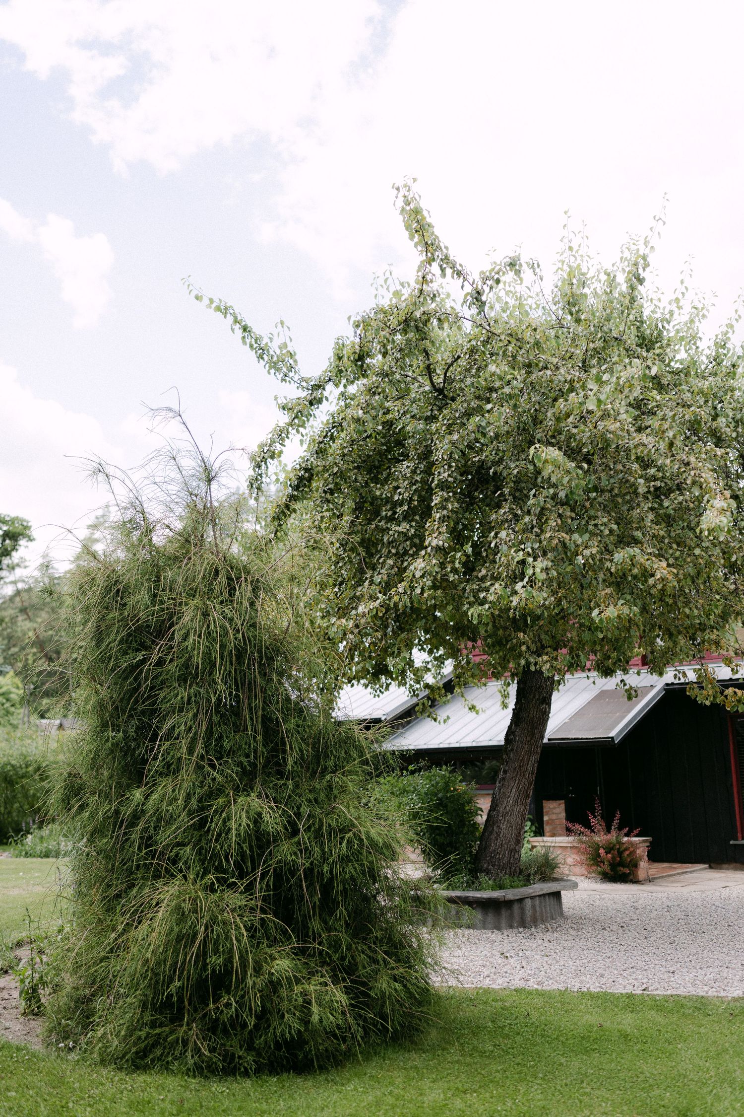 Lush green weeping tree and shrub in a garden beside a dark wooden building on a cloudy day.