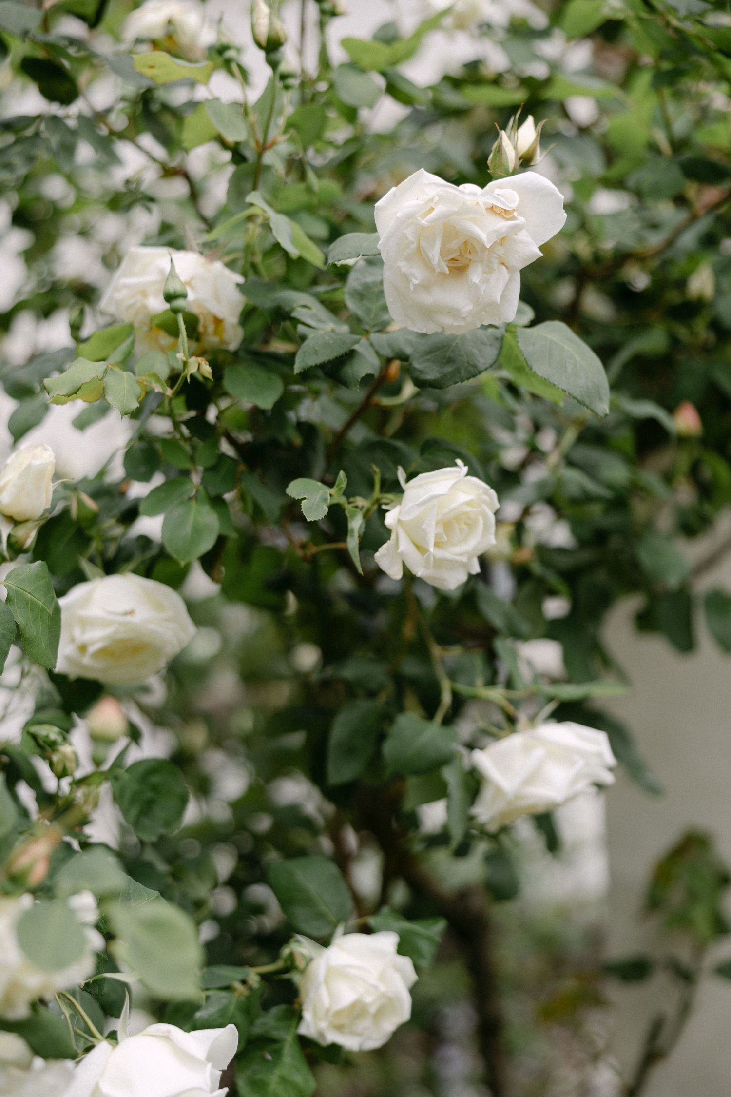 A lush rose bush covered in blooming white roses with green leaves against a light background.