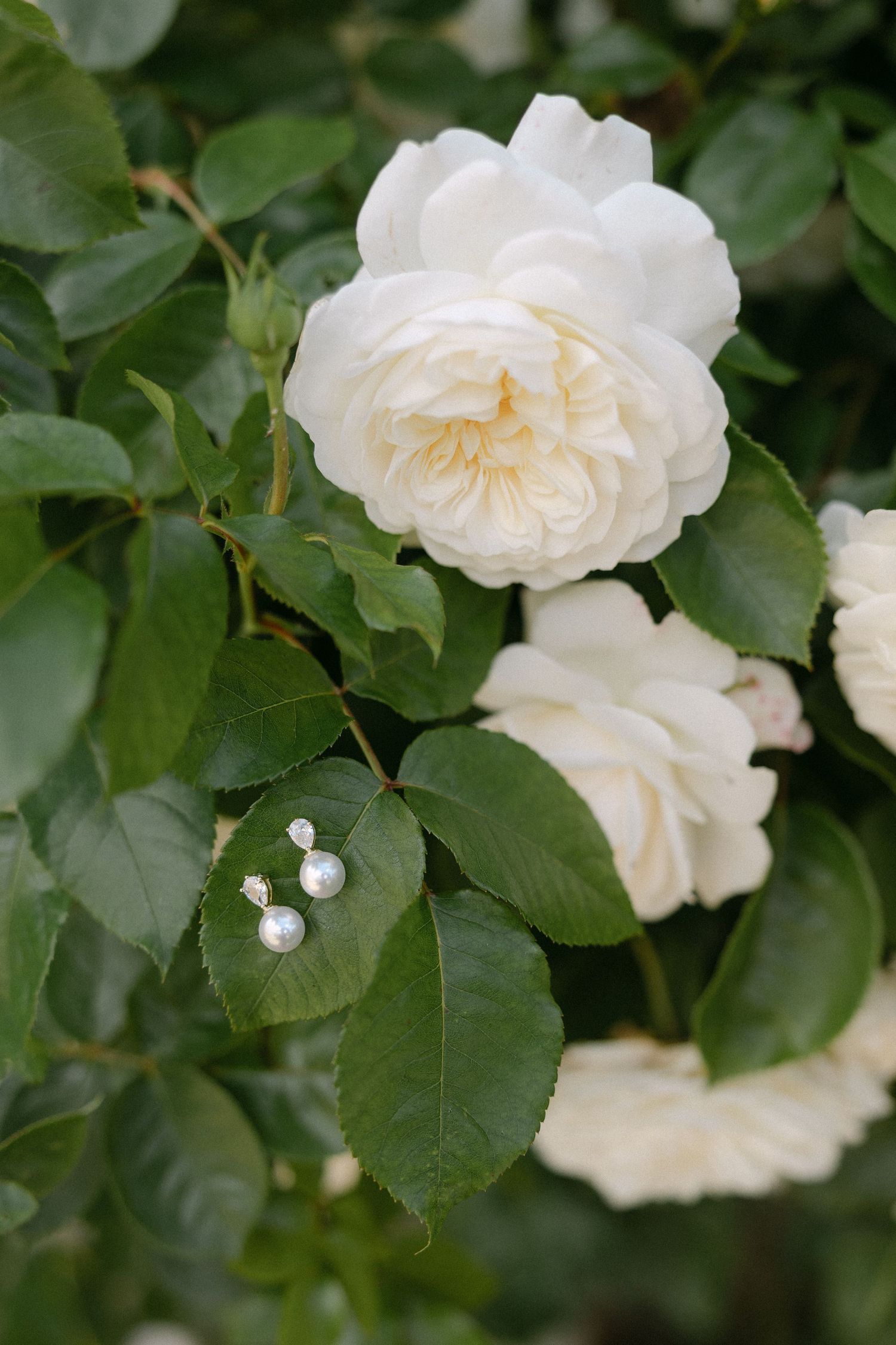 Pearl and diamond earrings resting on green leaves beside blooming white garden roses.