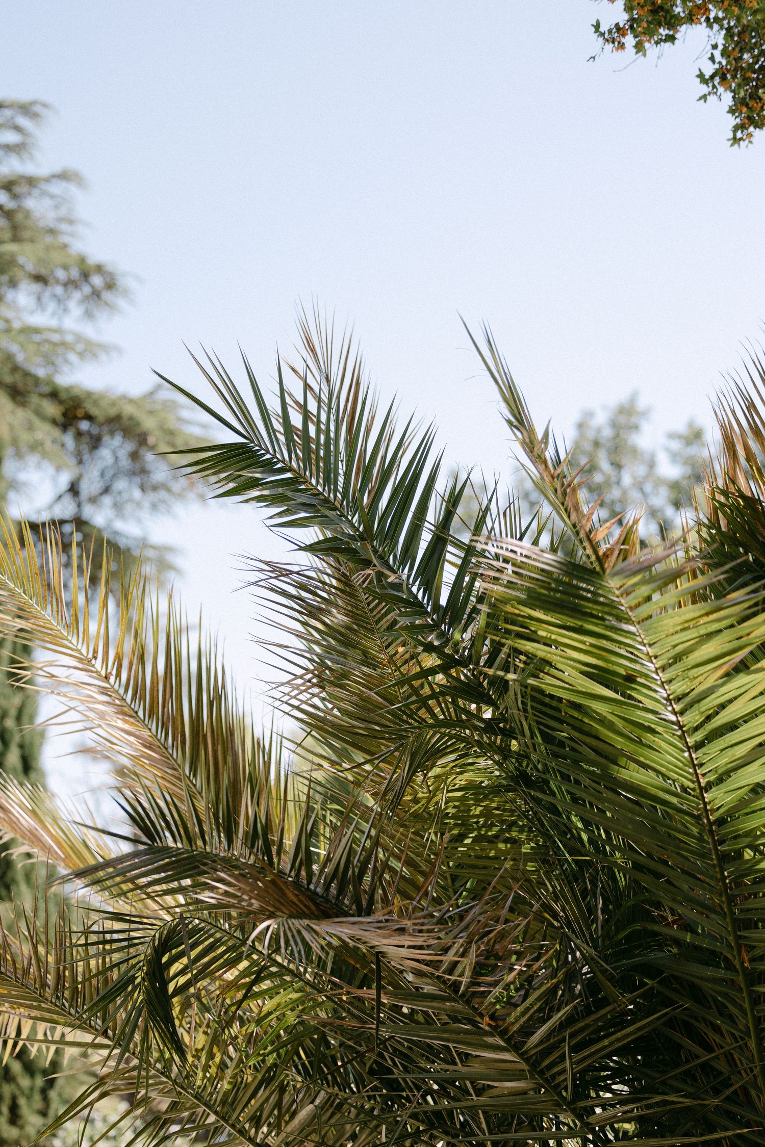 Lush green palm fronds against a clear blue sky in a sunlit garden setting.