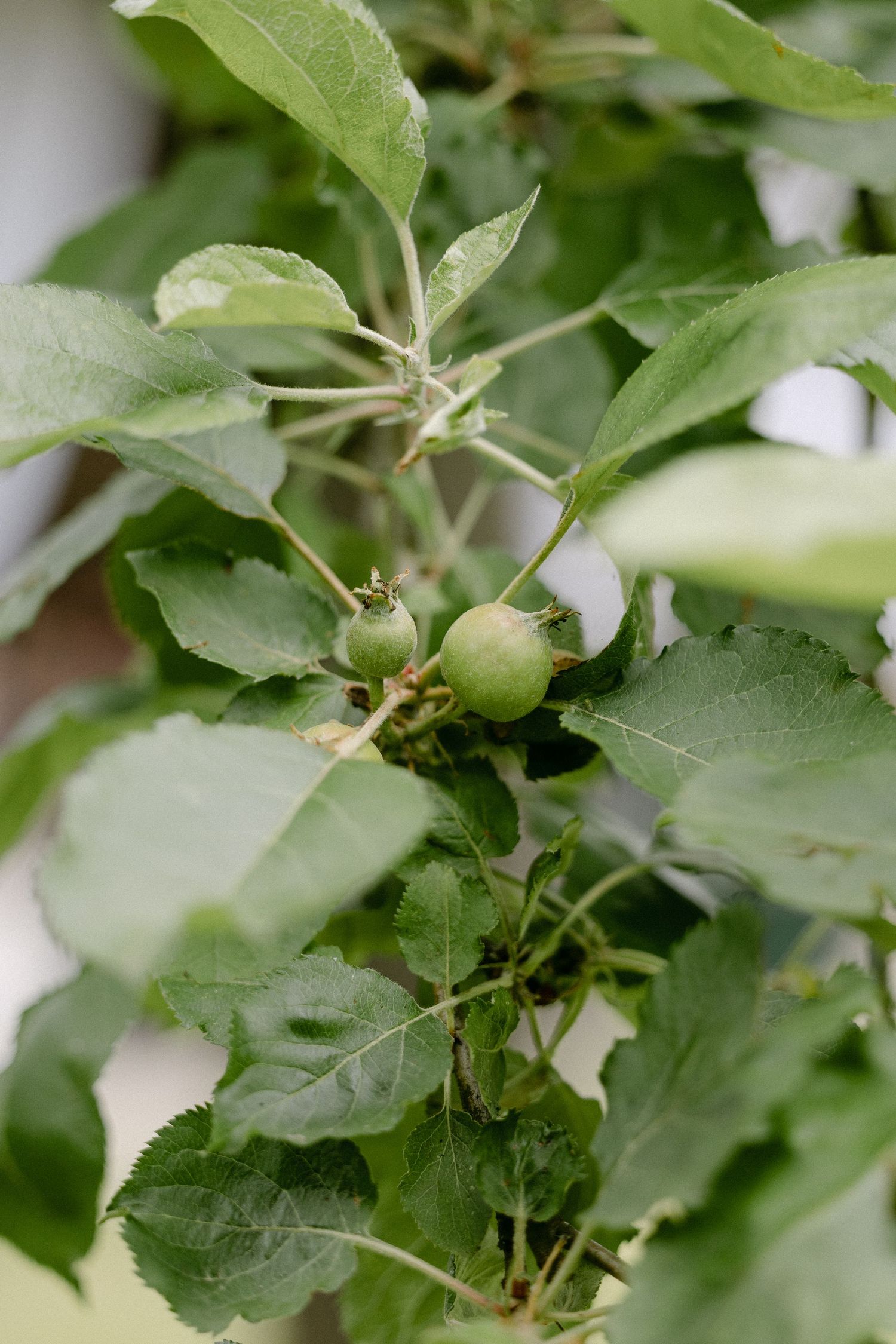 Close-up of small green unripe apples growing on a leafy apple tree branch outdoors.