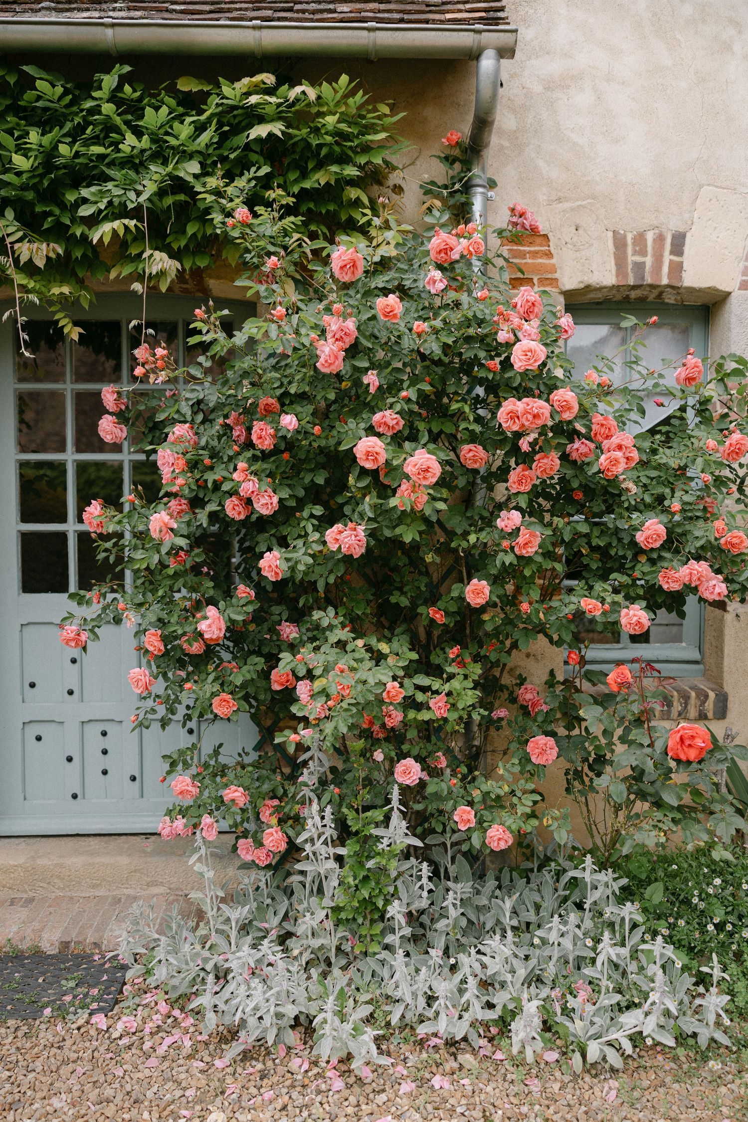 Lush climbing pink roses bloom against a charming stone cottage facade with pale blue shuttered windows.
