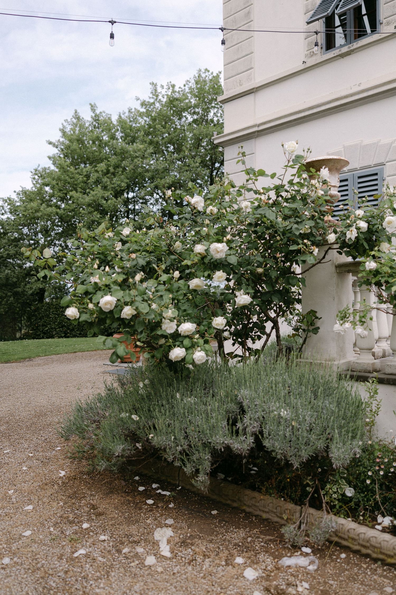 White roses and lavender bloom beside a French château with blue shutters and gravel courtyard.