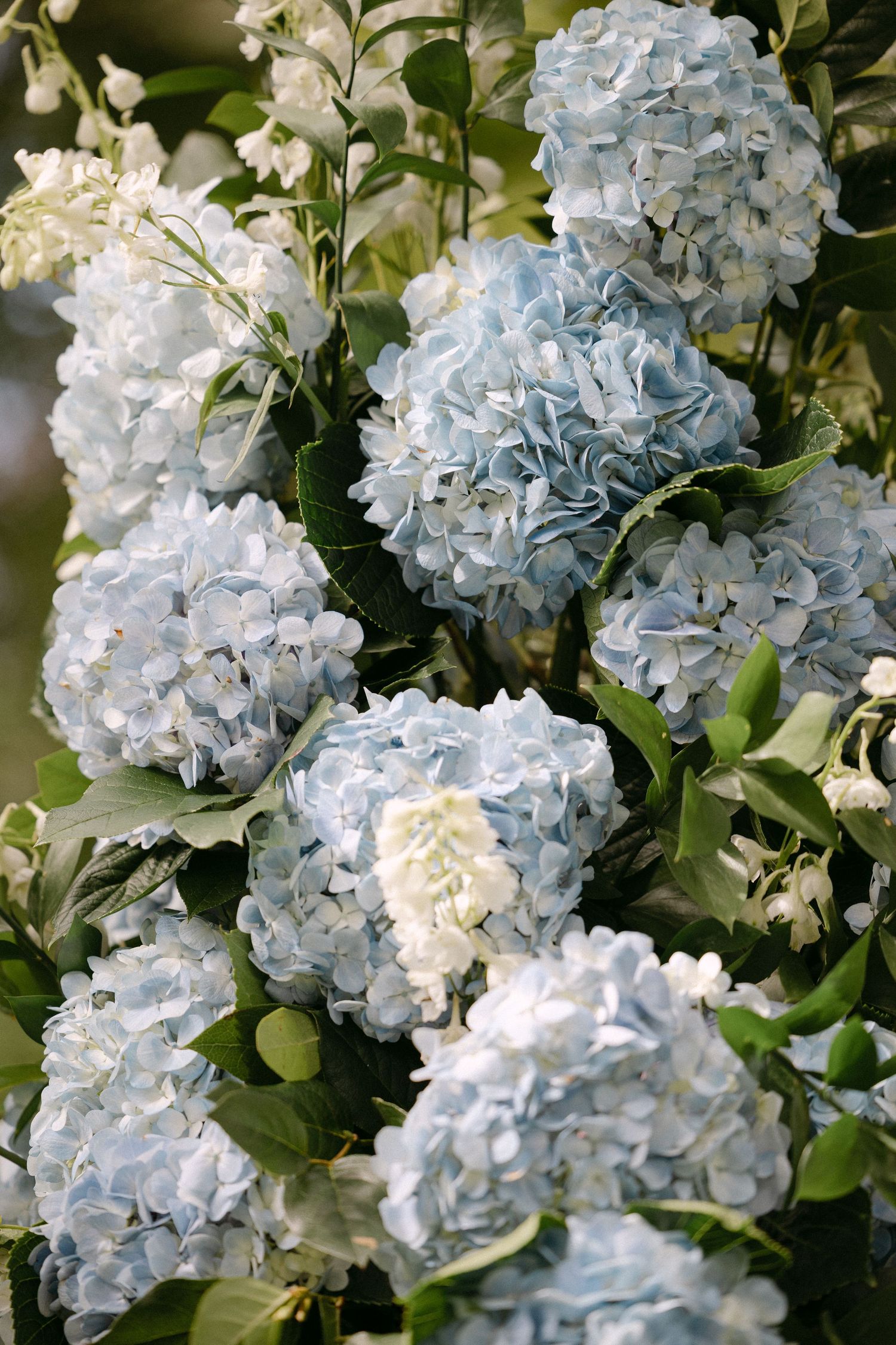 Close-up of soft blue hydrangea blooms mixed with white flowers creating a romantic floral arrangement.