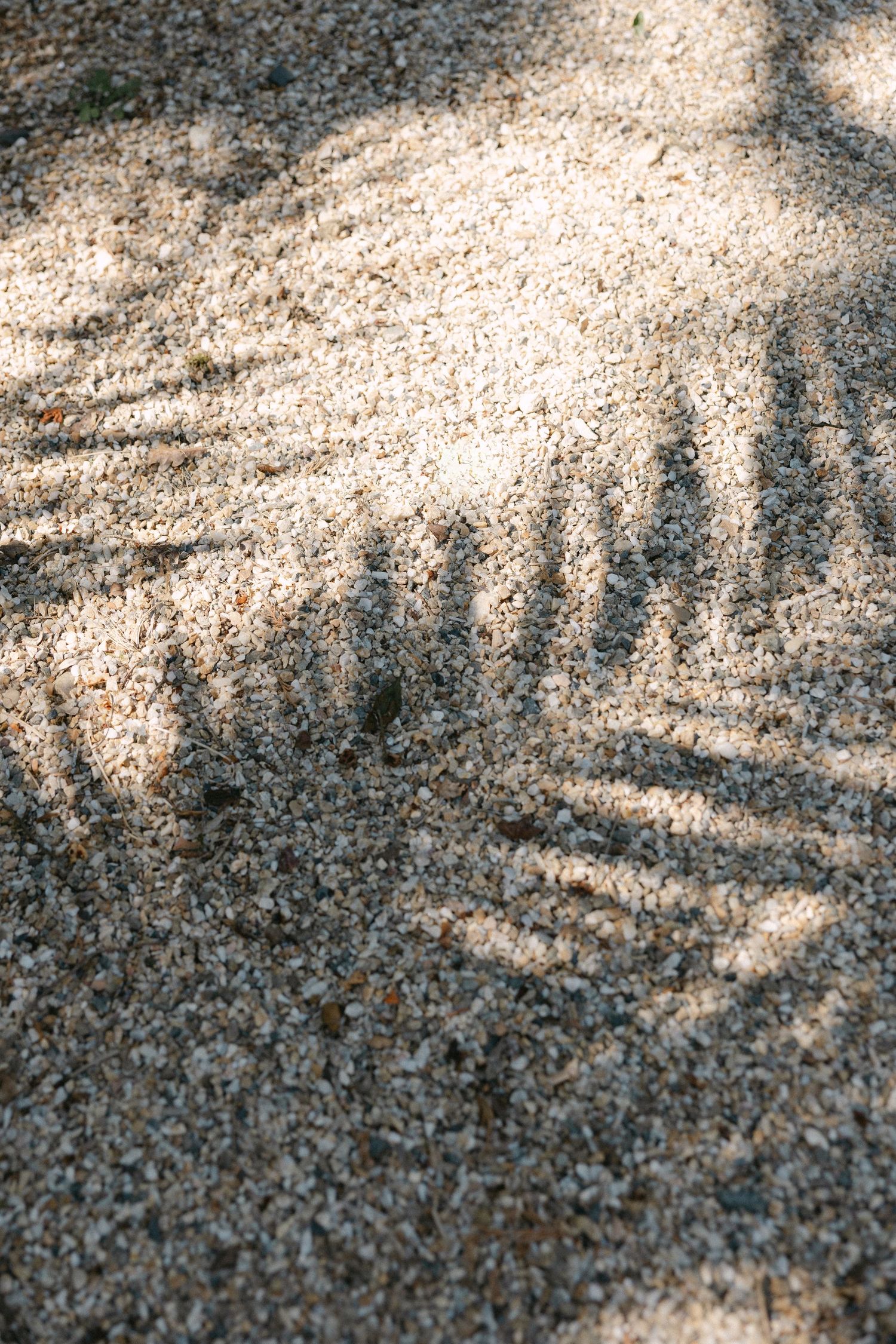 Shadow of tropical palm leaves cast on sandy beach ground in warm sunlight.