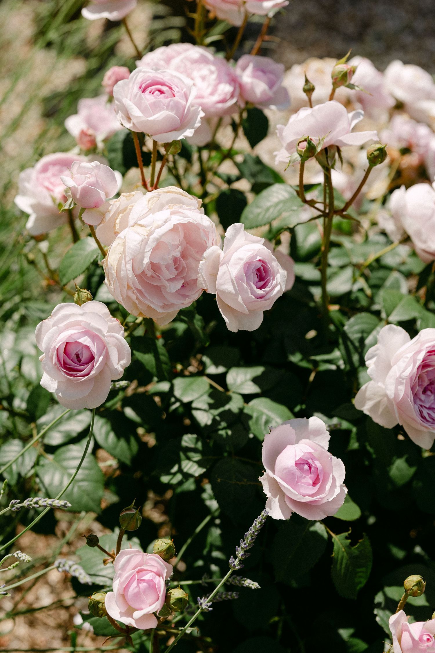 Delicate light pink roses in full bloom growing in a lush green garden bush.