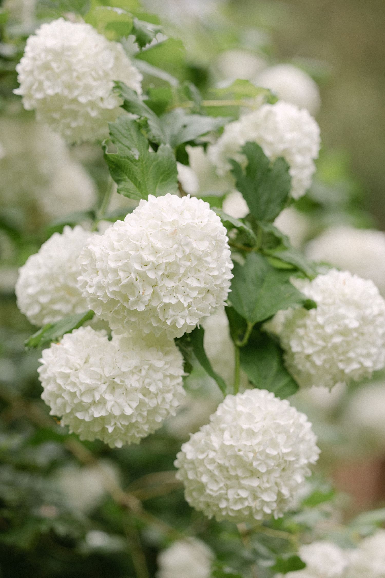 White snowball viburnum flowers blooming in lush green garden shrub.