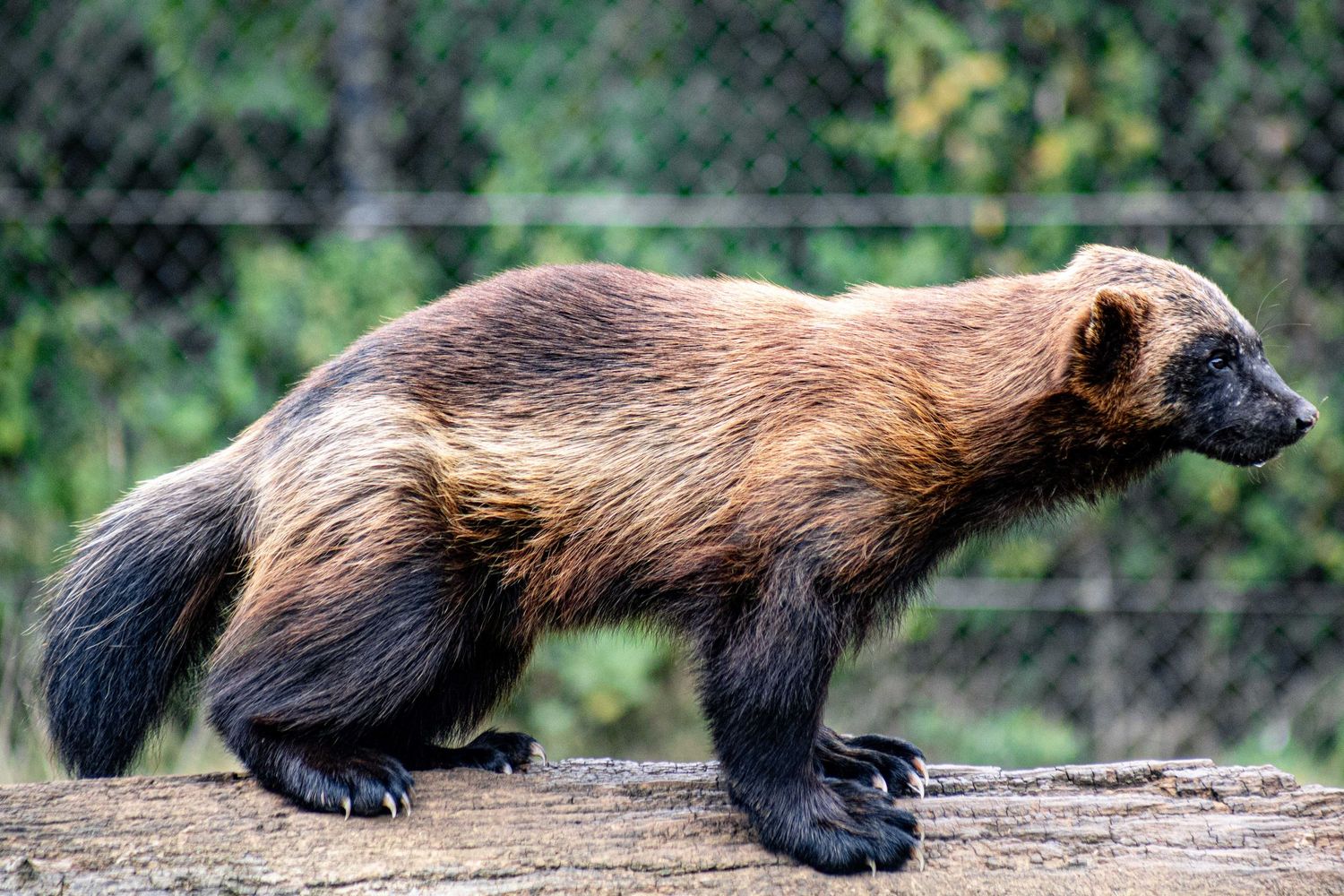A wolverine with dark brown fur walks along a wooden log in its natural forest habitat.