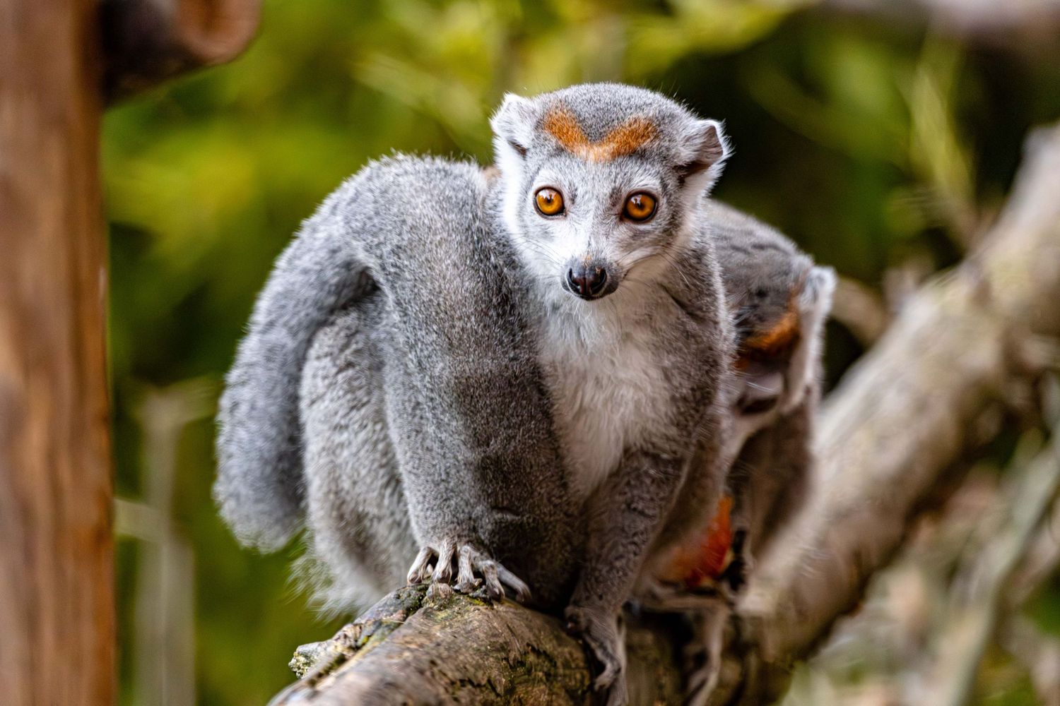 A crowned lemur with bright orange eyes and grey fur perches on a tree branch in a natural setting.