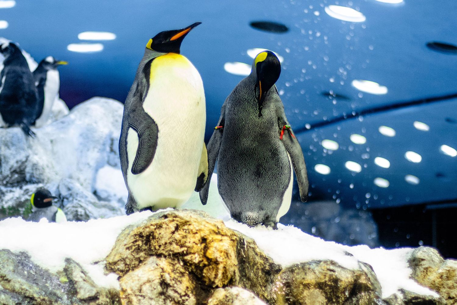 Emperor penguins stand together on ice and snow in Antarctica with blue sky and sunlight in background.