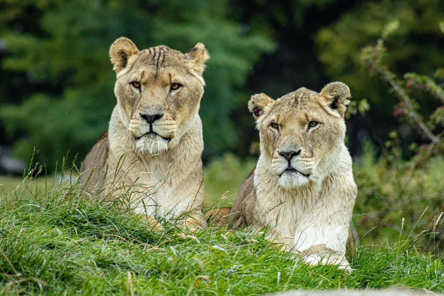 Two female lions resting together on green grass with alert expressions and focused gazes.