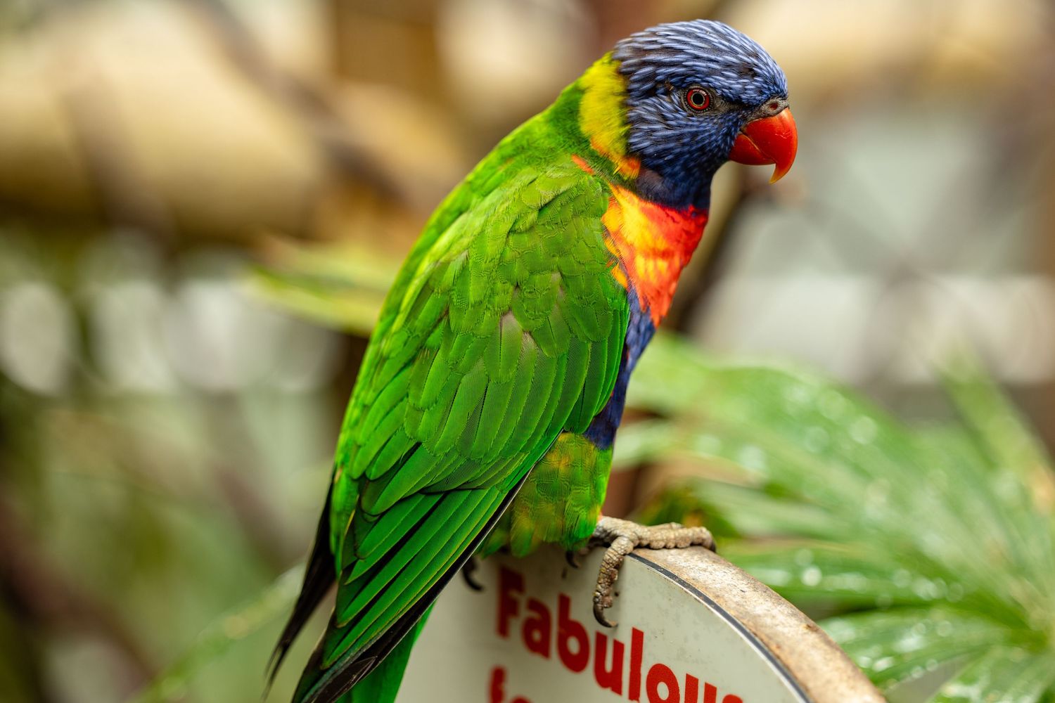 Colorful rainbow lorikeet parrot perched on a branch with vibrant green, blue, and red feathers.
