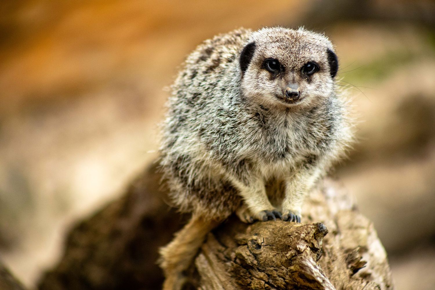 A curious marmot peeks out from behind a rocky outcrop in its natural mountain habitat.