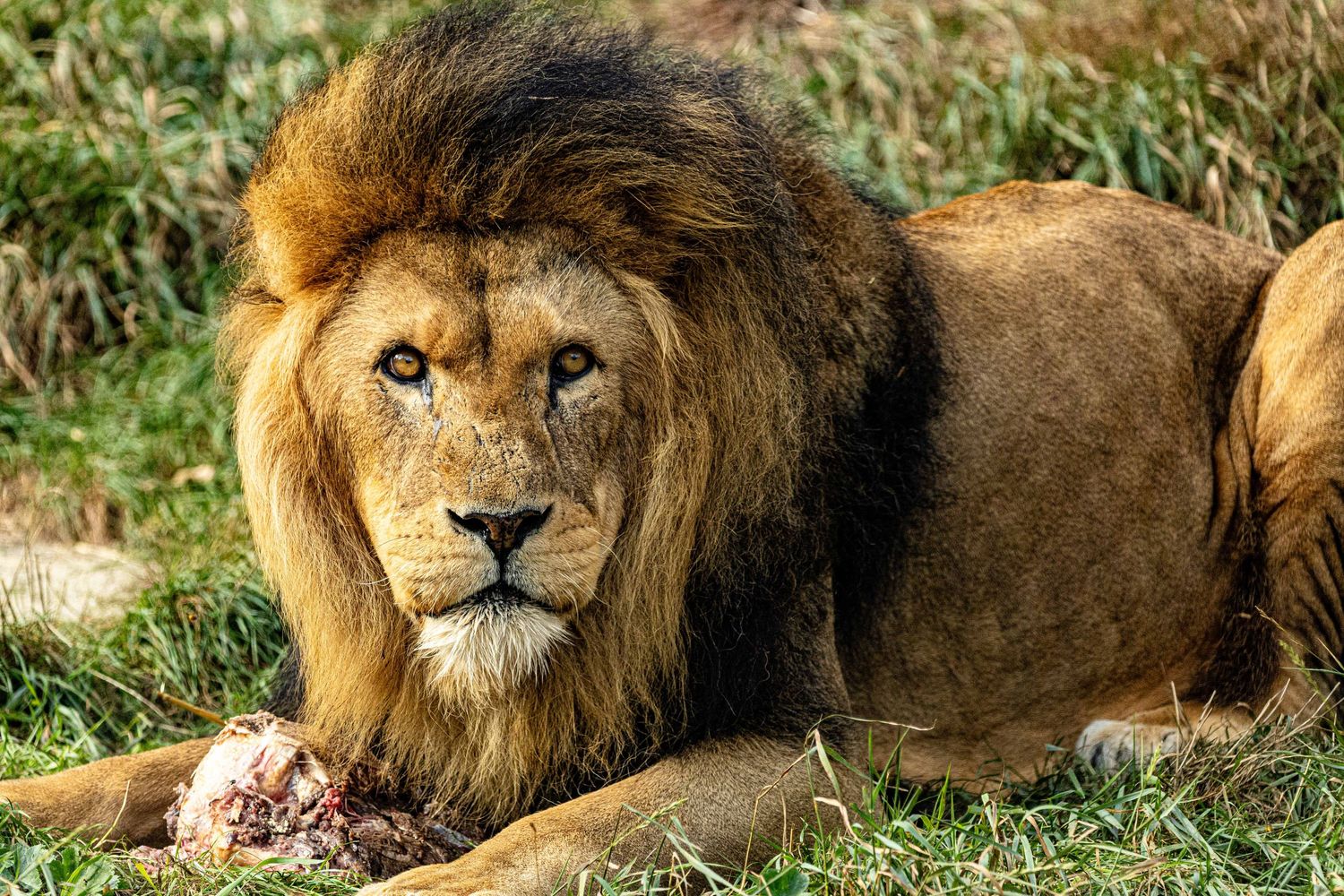A majestic male lion rests in the grass, showcasing his distinctive mane and powerful features in natural sunlight.