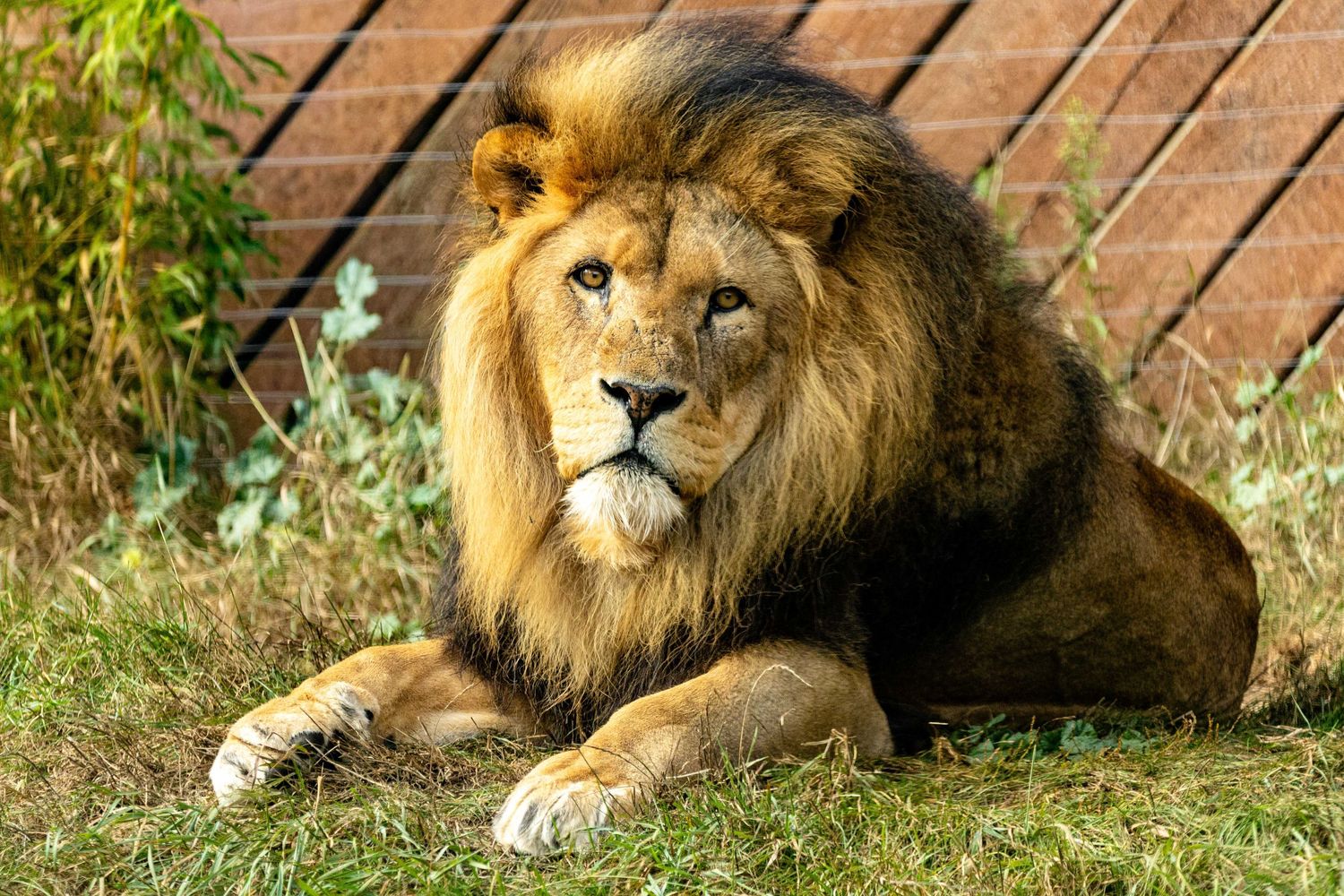 A majestic male lion with a thick golden mane rests on grass while looking intently at something in the distance.