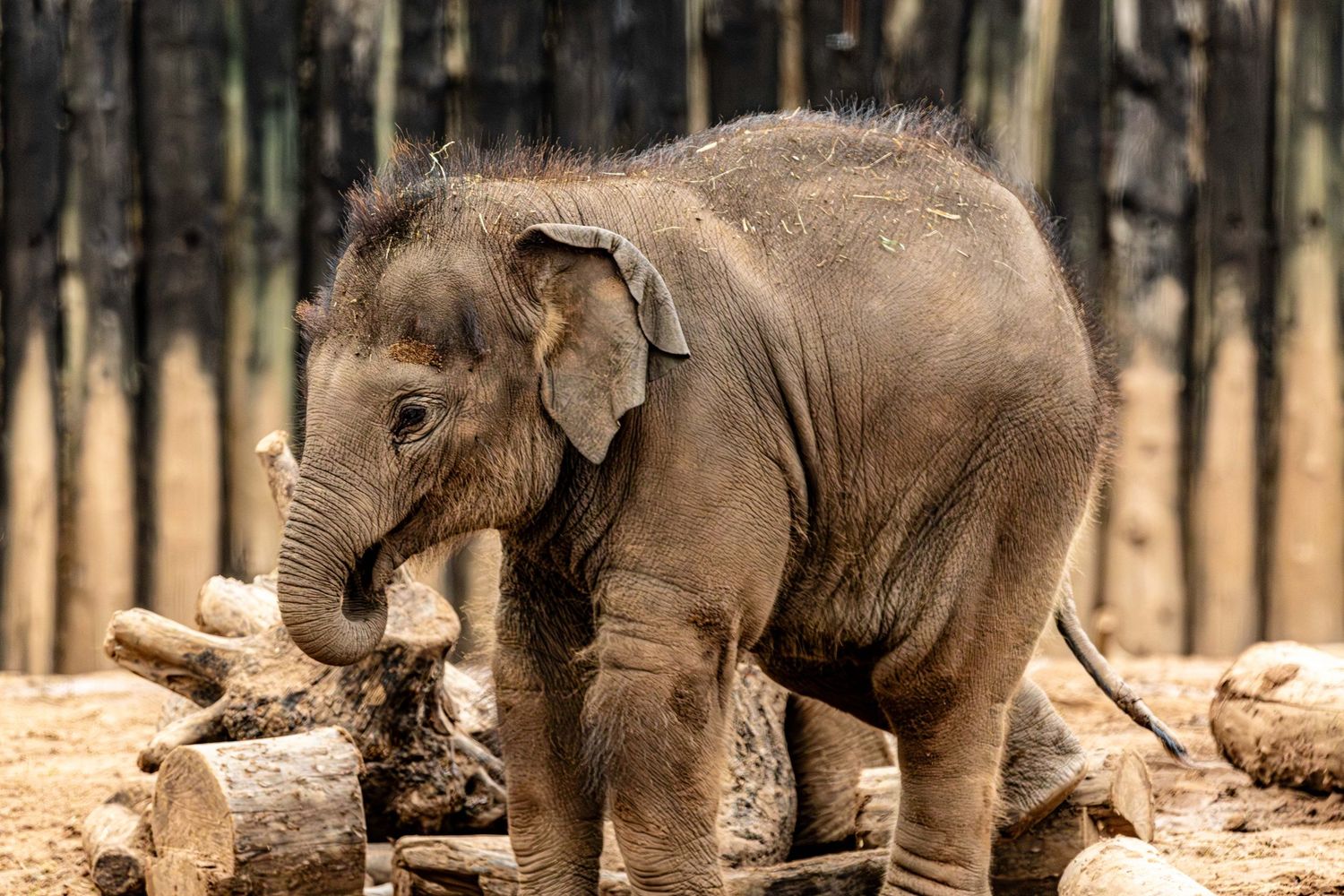 Young elephant calves play and frolic together in a forest clearing at sunset.