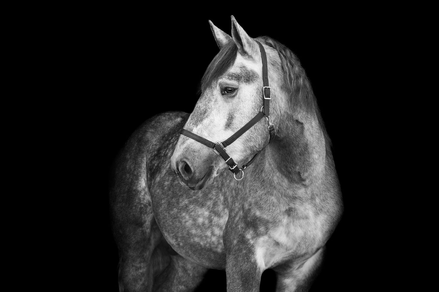 Black and White image of gray stallion