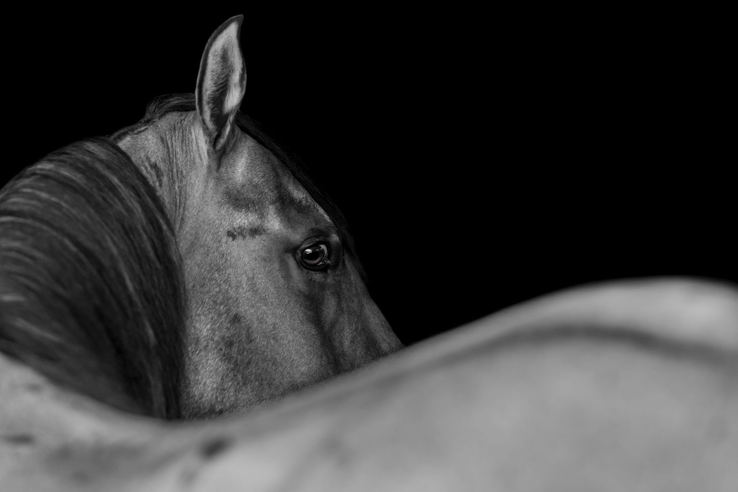a black and white images of a grulla stallion.