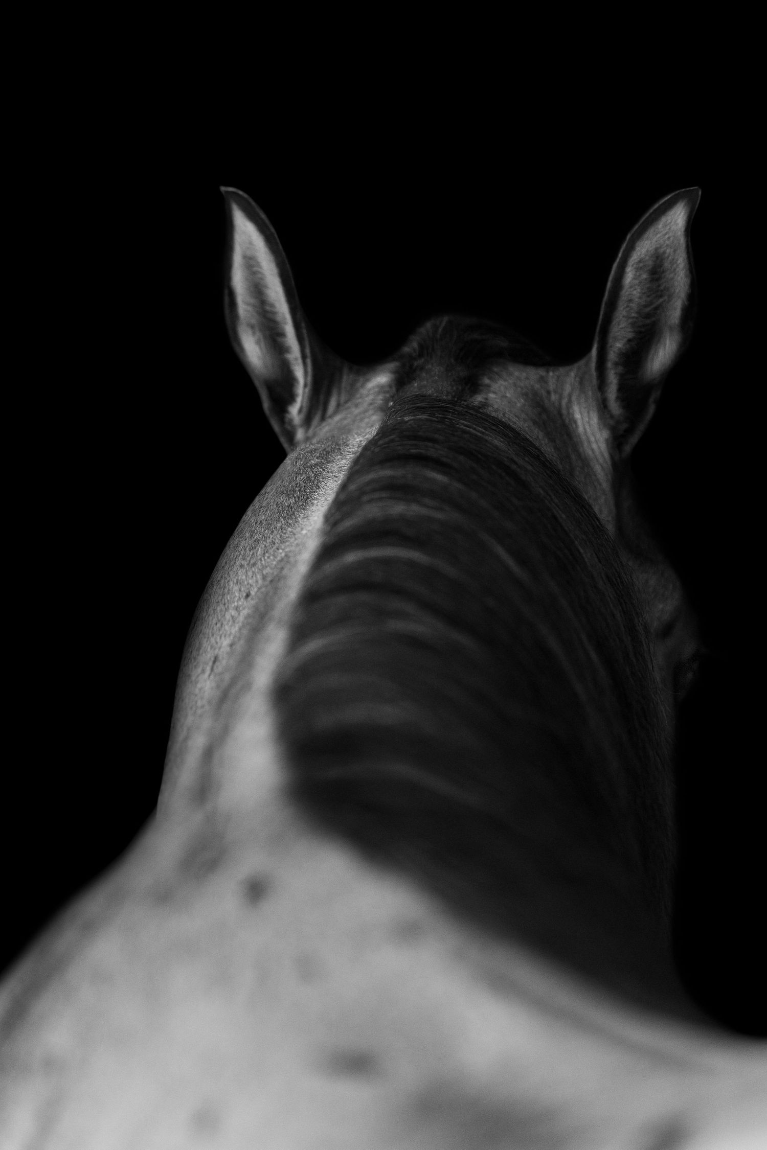 A stylized image of a horses mane, taken from the rear of the animal.