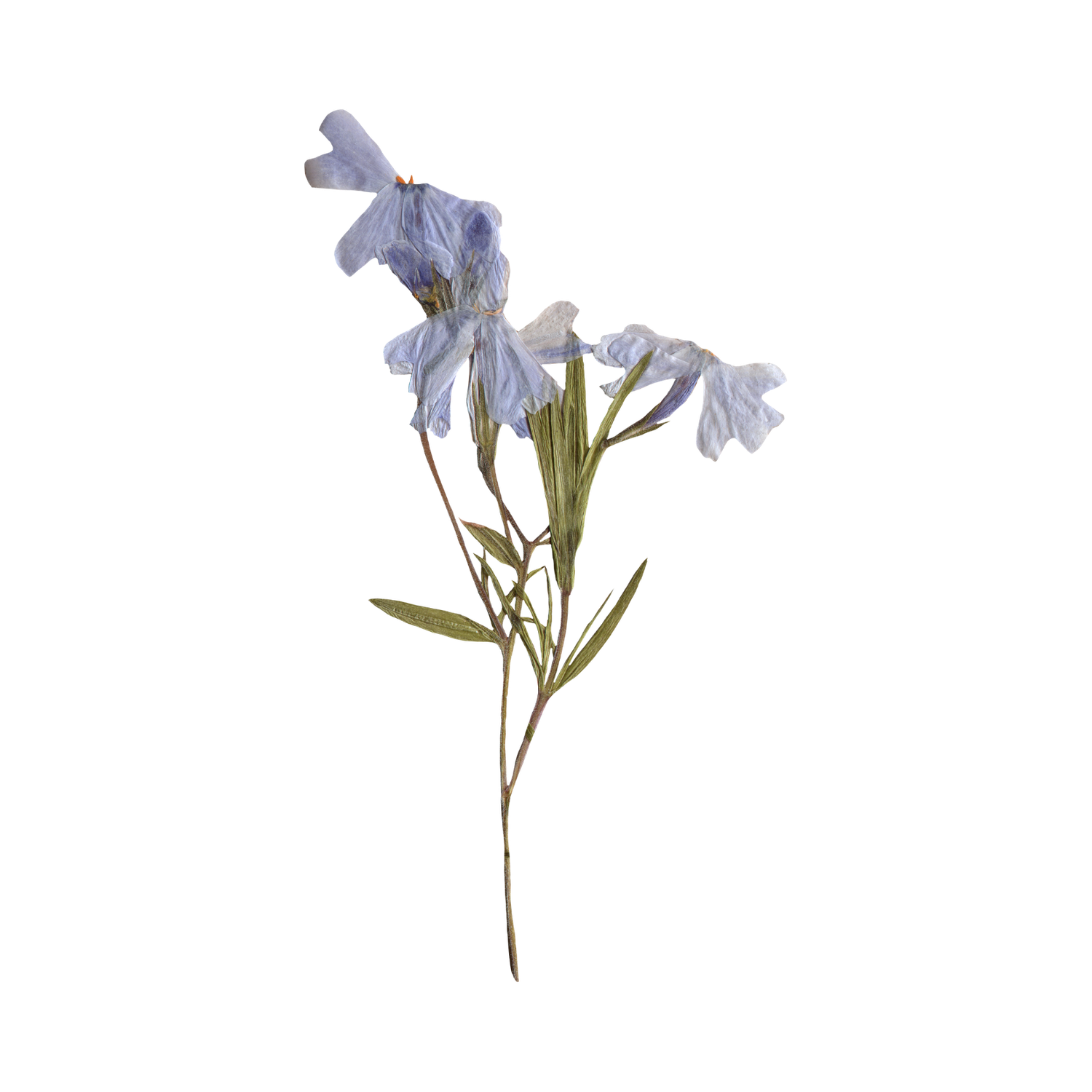 Pressed light blue wildflowers with green leaves on a single stem isolated on white background.