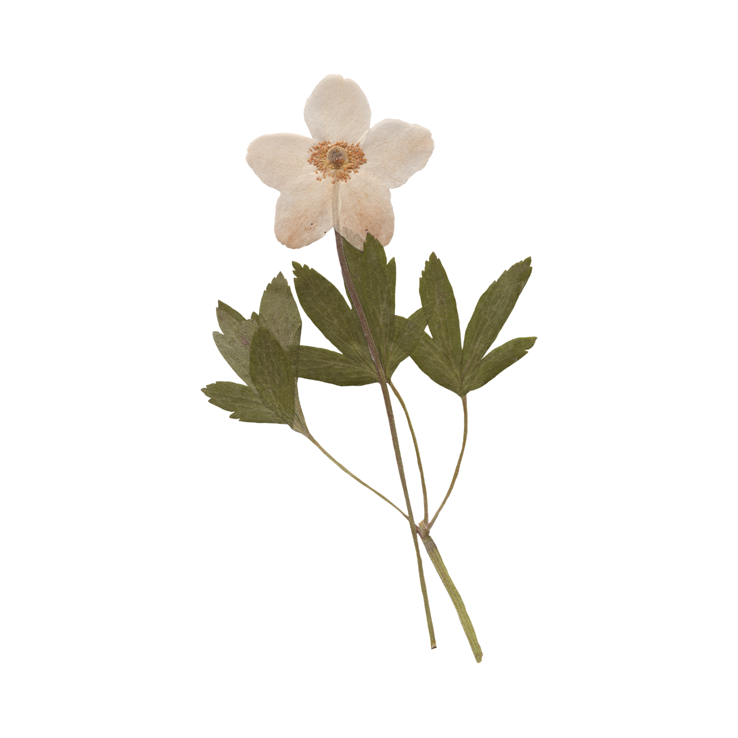 Pressed white anemone flower with green leaves on white background.