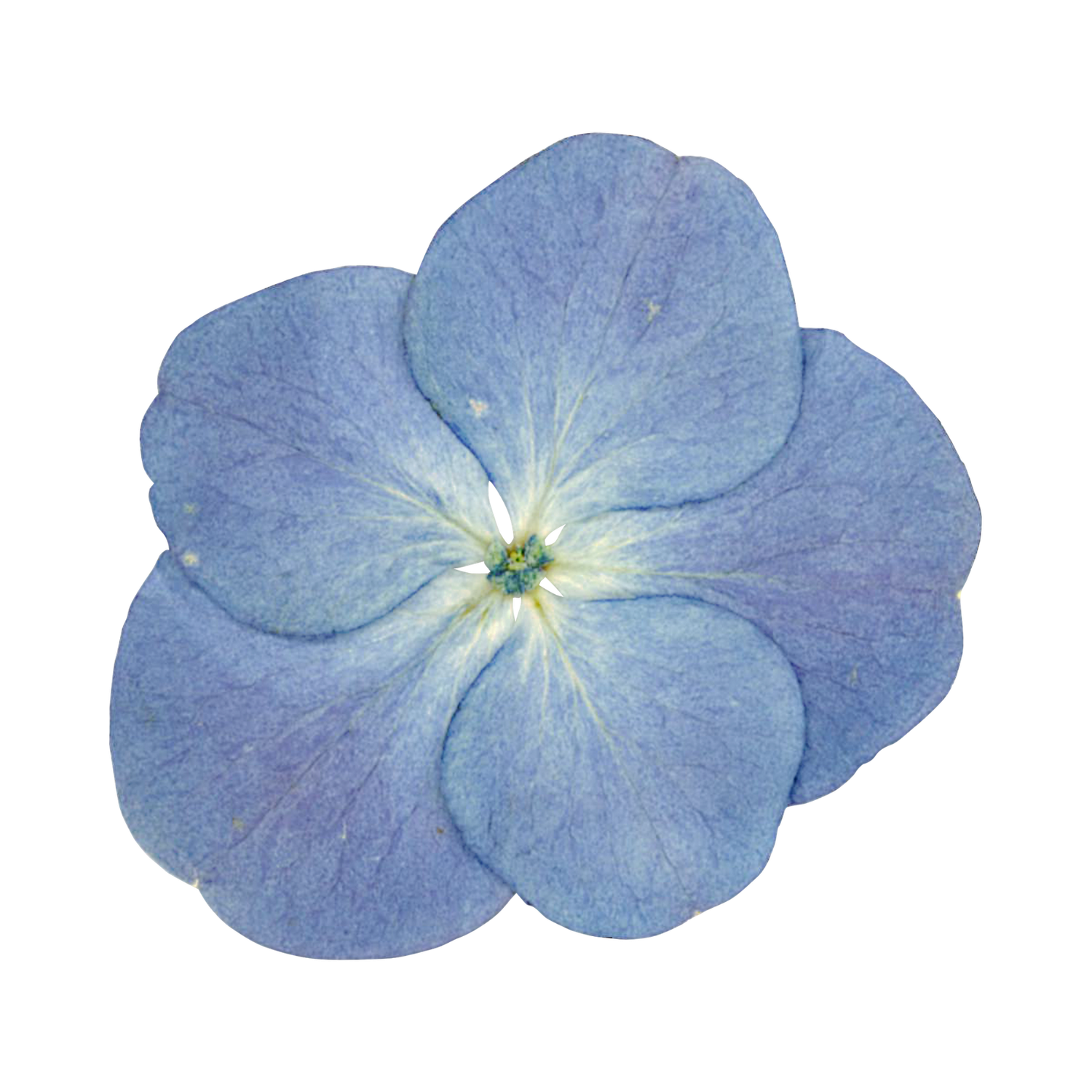 Single pressed blue hydrangea flower with white center isolated on a white background.