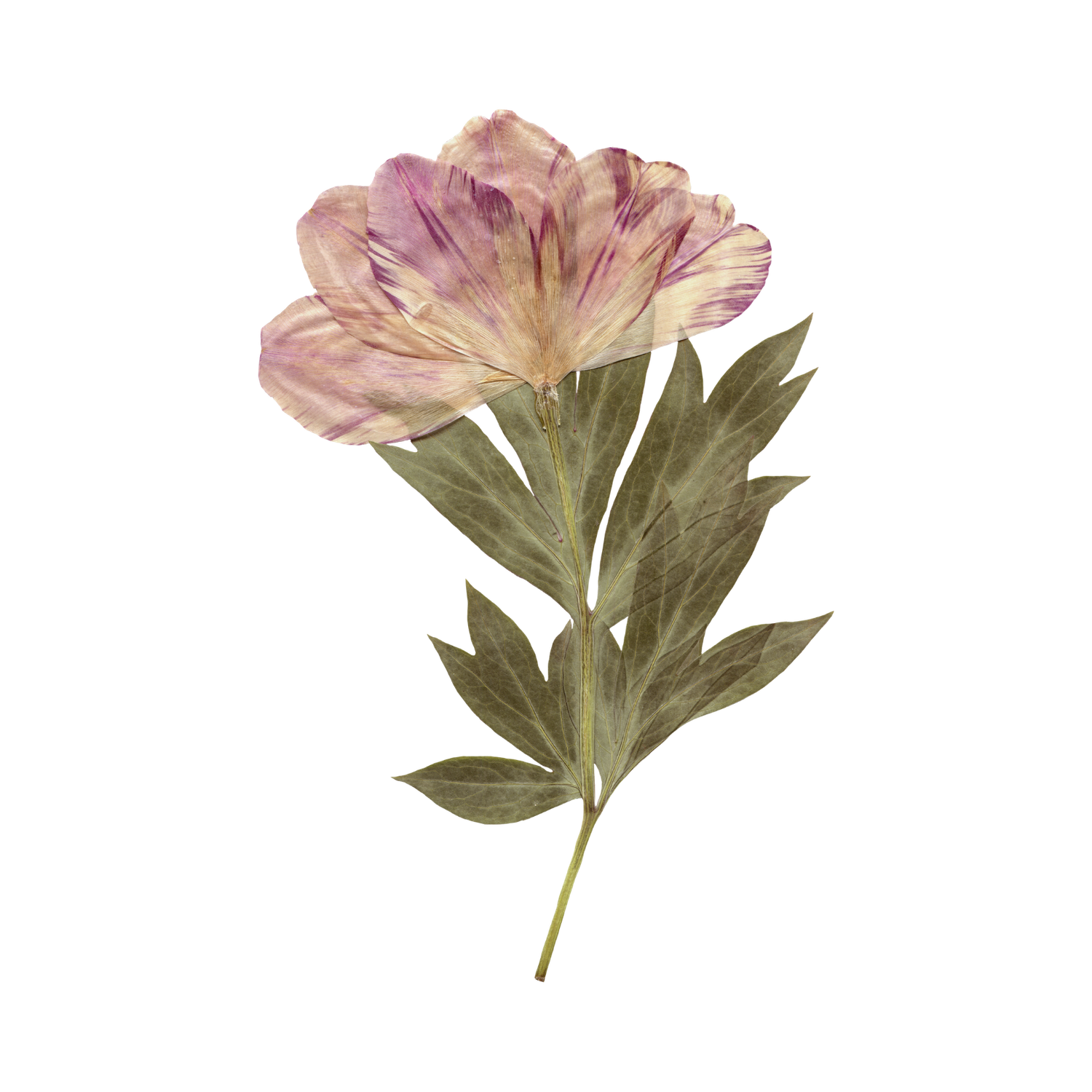 Pressed dried pink peony flower with green leaves on a white background.