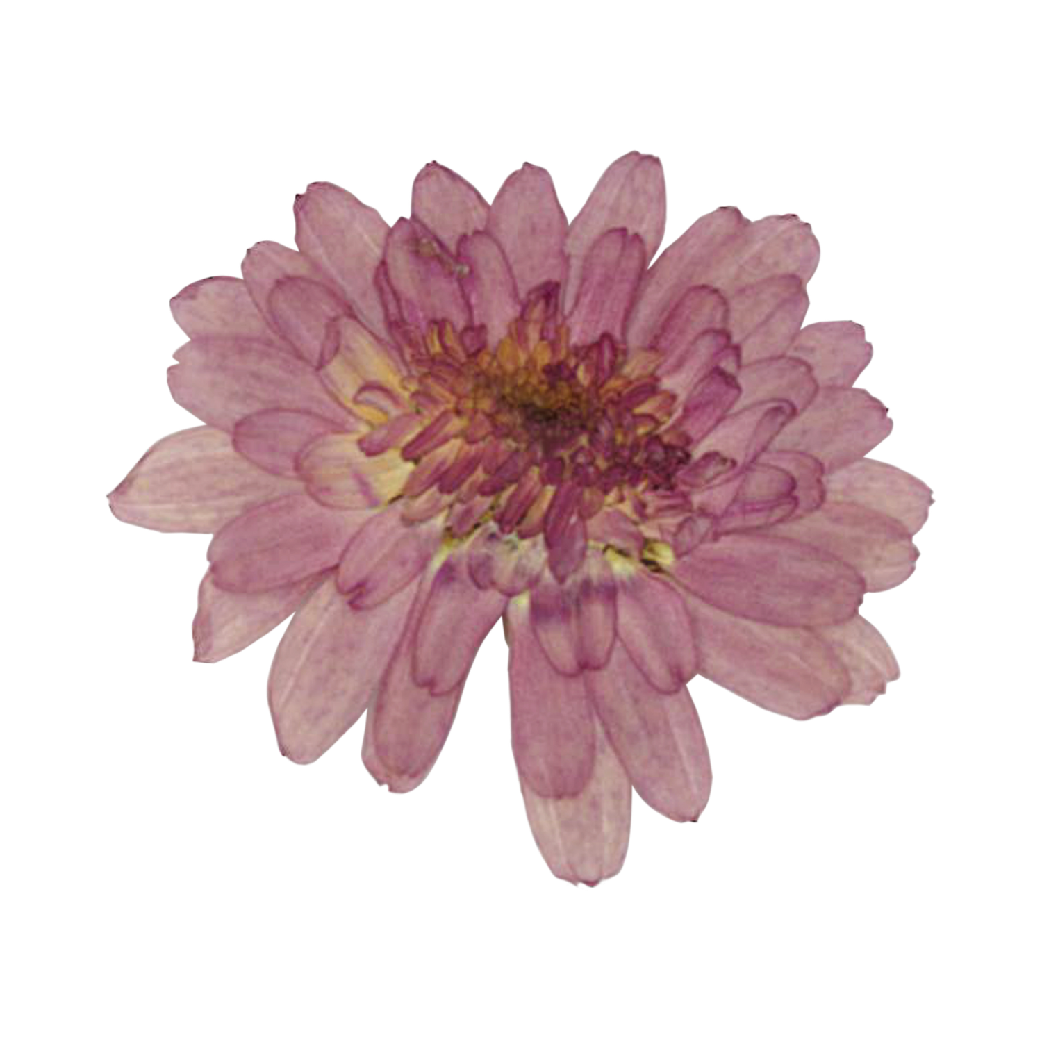 Pressed dried pink chrysanthemum flower isolated on a white background.