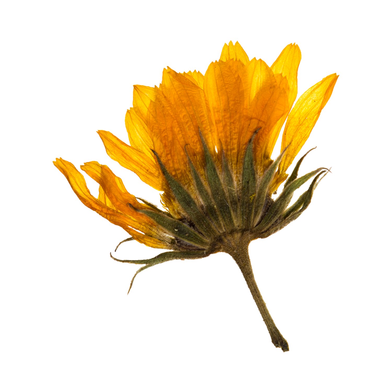 Pressed dried yellow calendula flower viewed from behind isolated on white background.