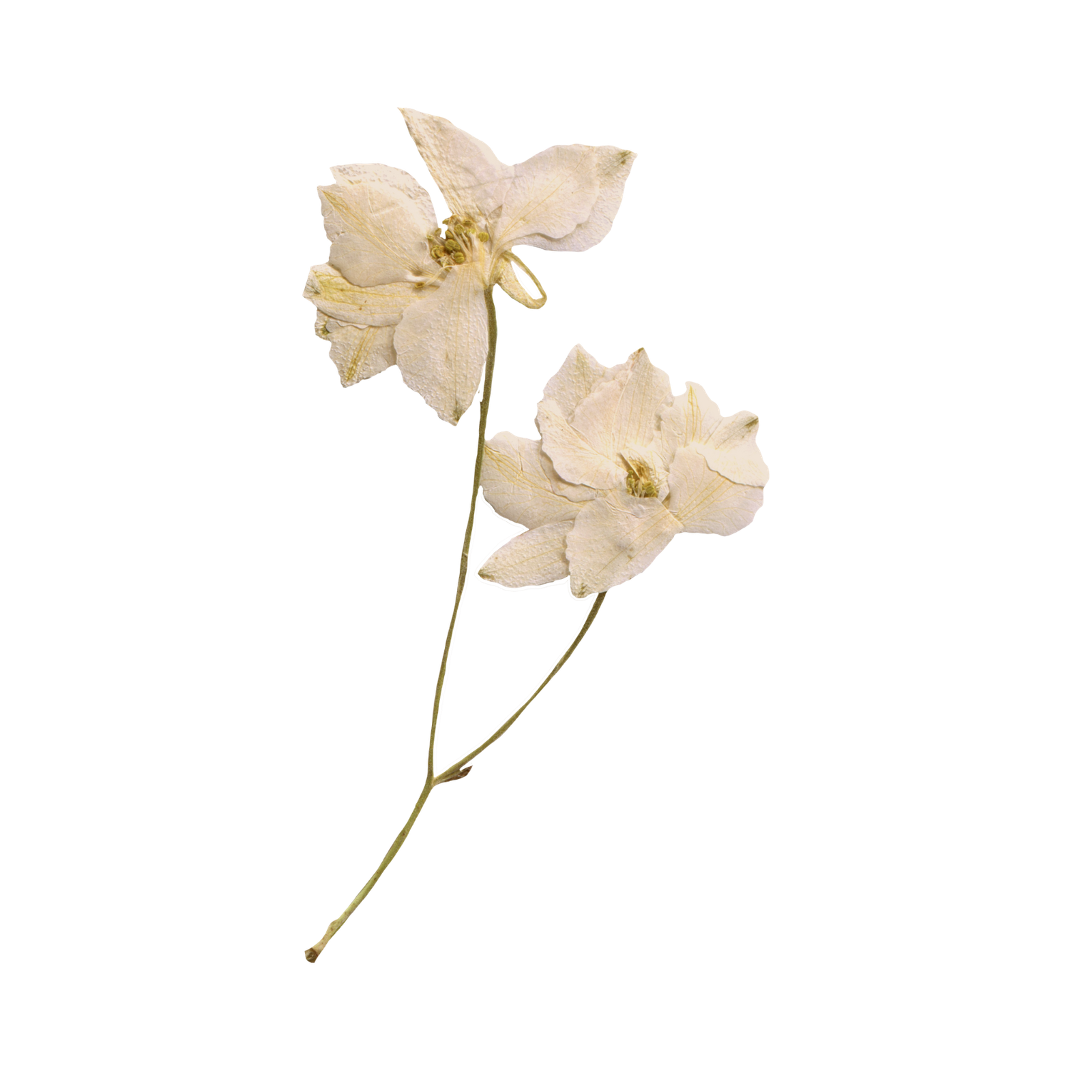 Two delicate pressed white flowers with gold centers on a single green stem isolated on white.