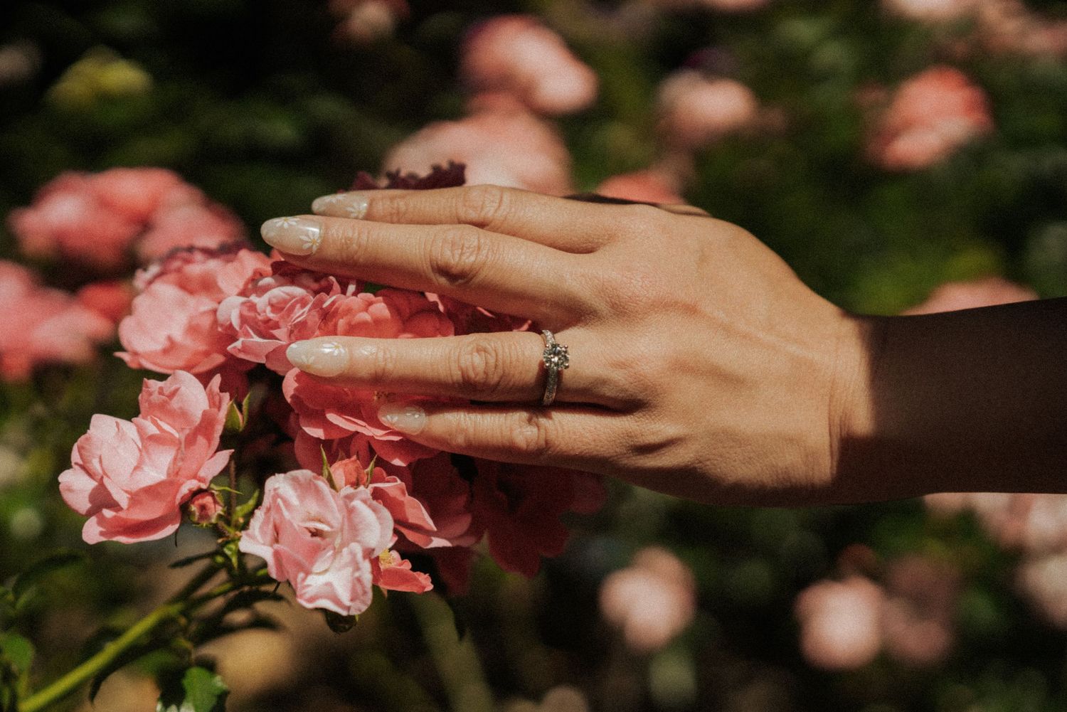 Delicate pink roses and hands with engagement ring in romantic garden setting.