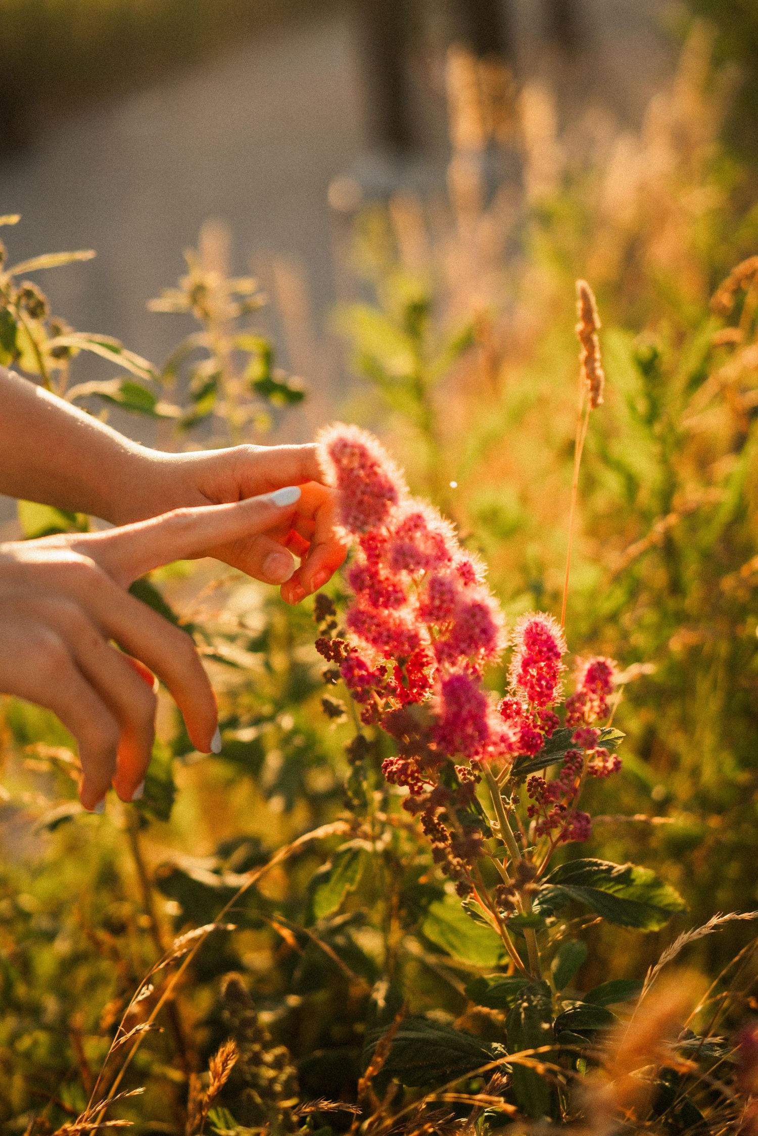 Hand gently touching pink flowering plant in golden sunlight.