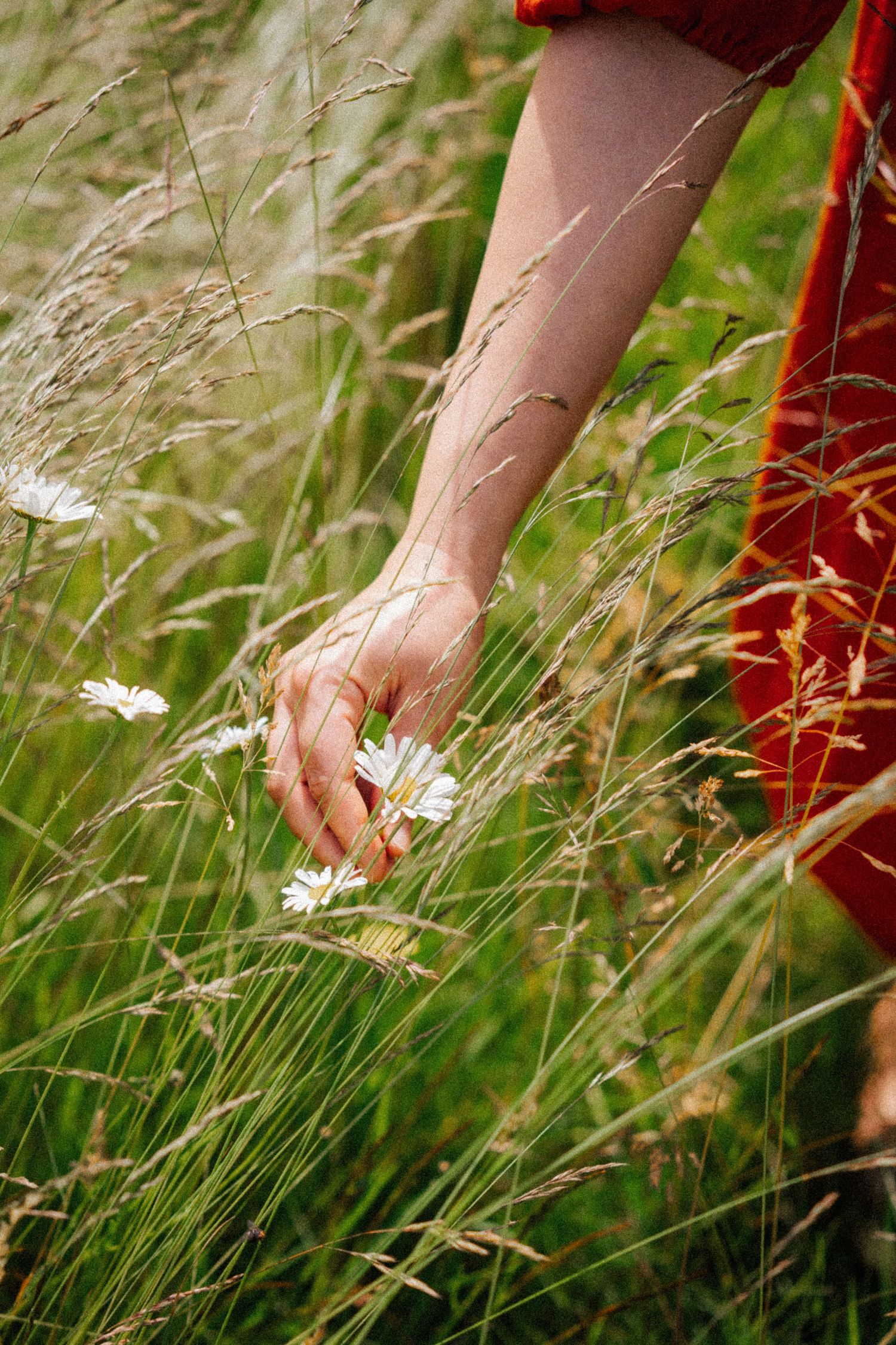 Hand reaching to pick a delicate white daisy flower among tall grass.