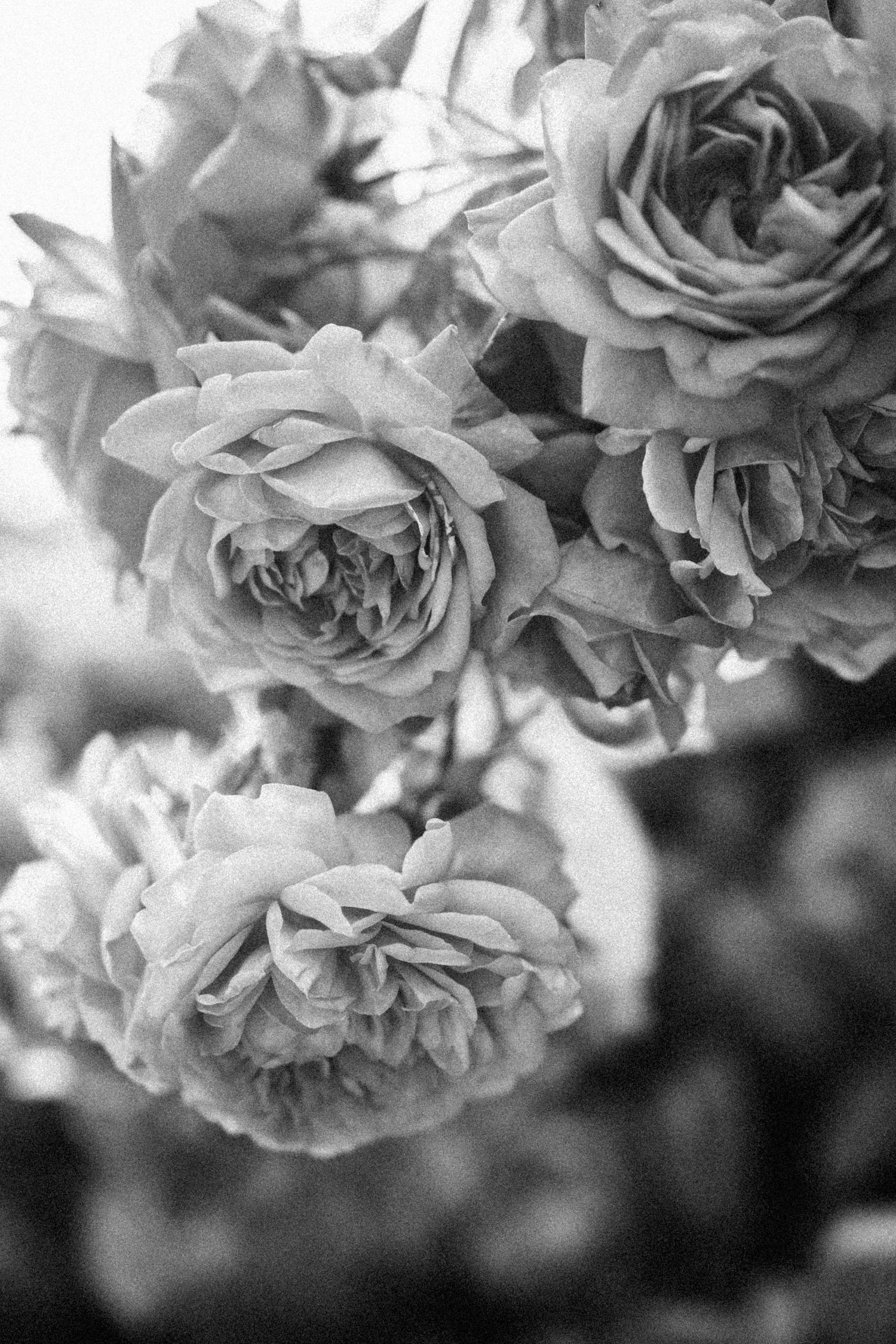 Delicate black and white macro shots of soft rose petals creating romantic textures.