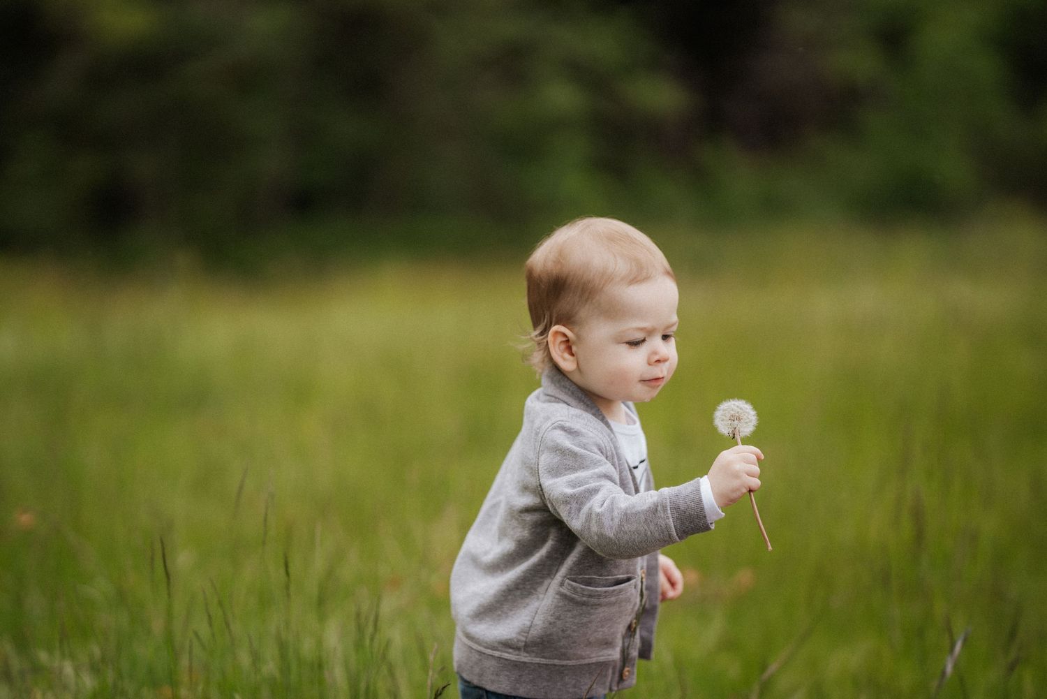 A small child in grey sweater holding a dandelion in a green meadow.