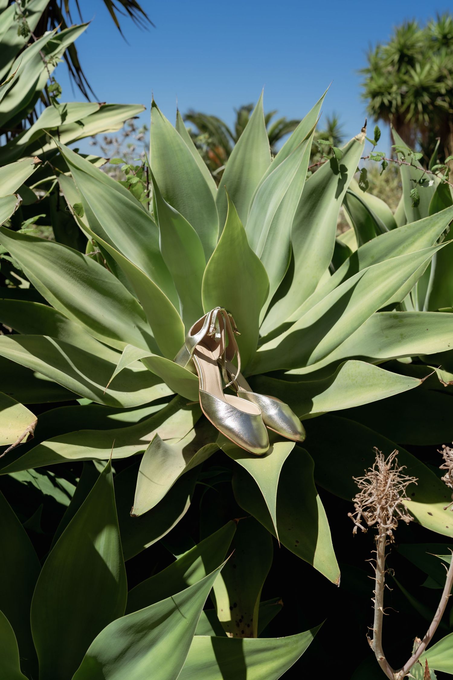 Gold strappy heels resting in the center of a large green agave plant outdoors under a clear blue sky.