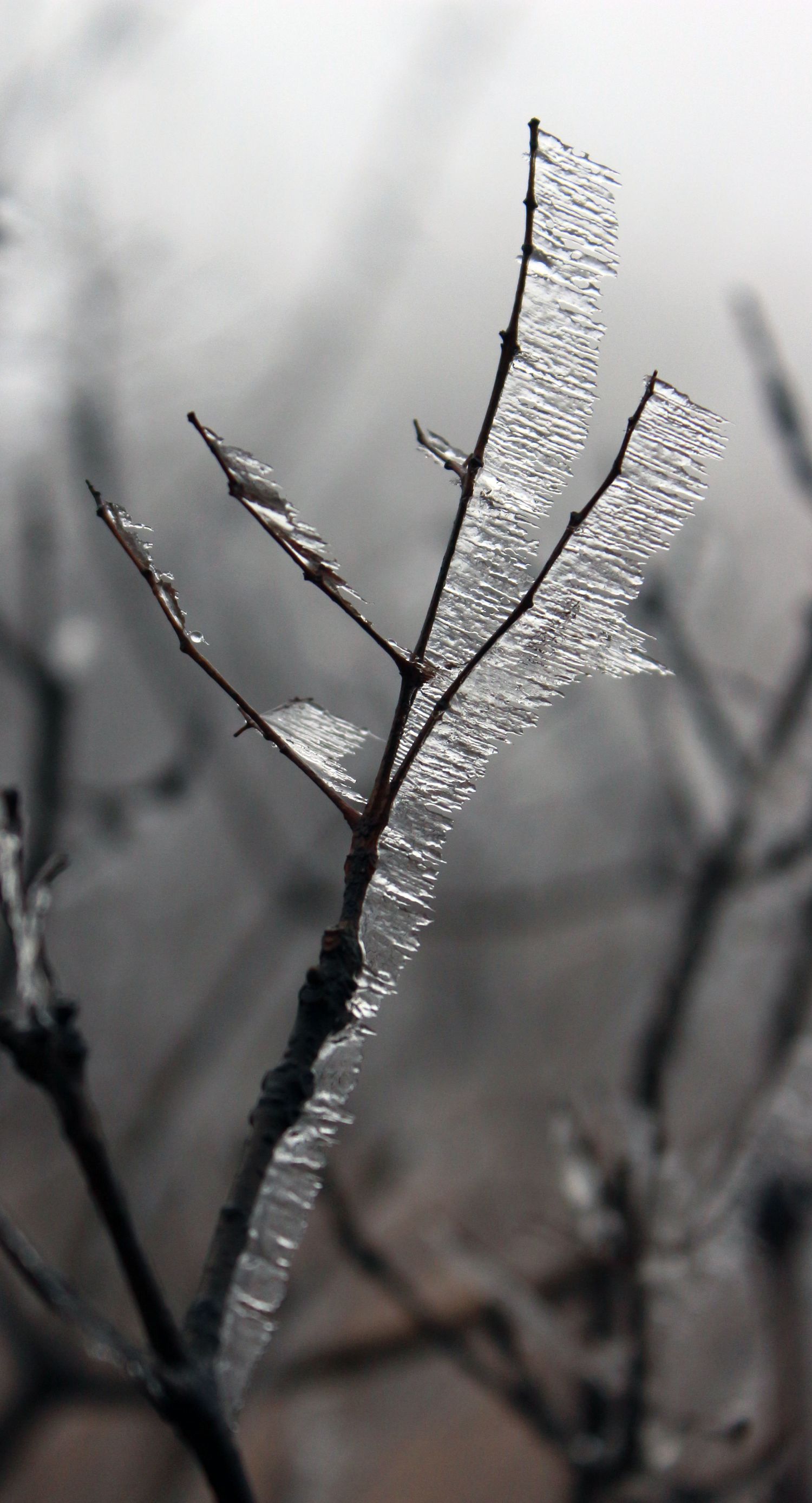Ice-on-Trees