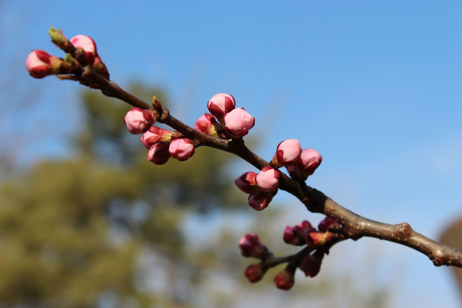 Pink-Spring-Balls