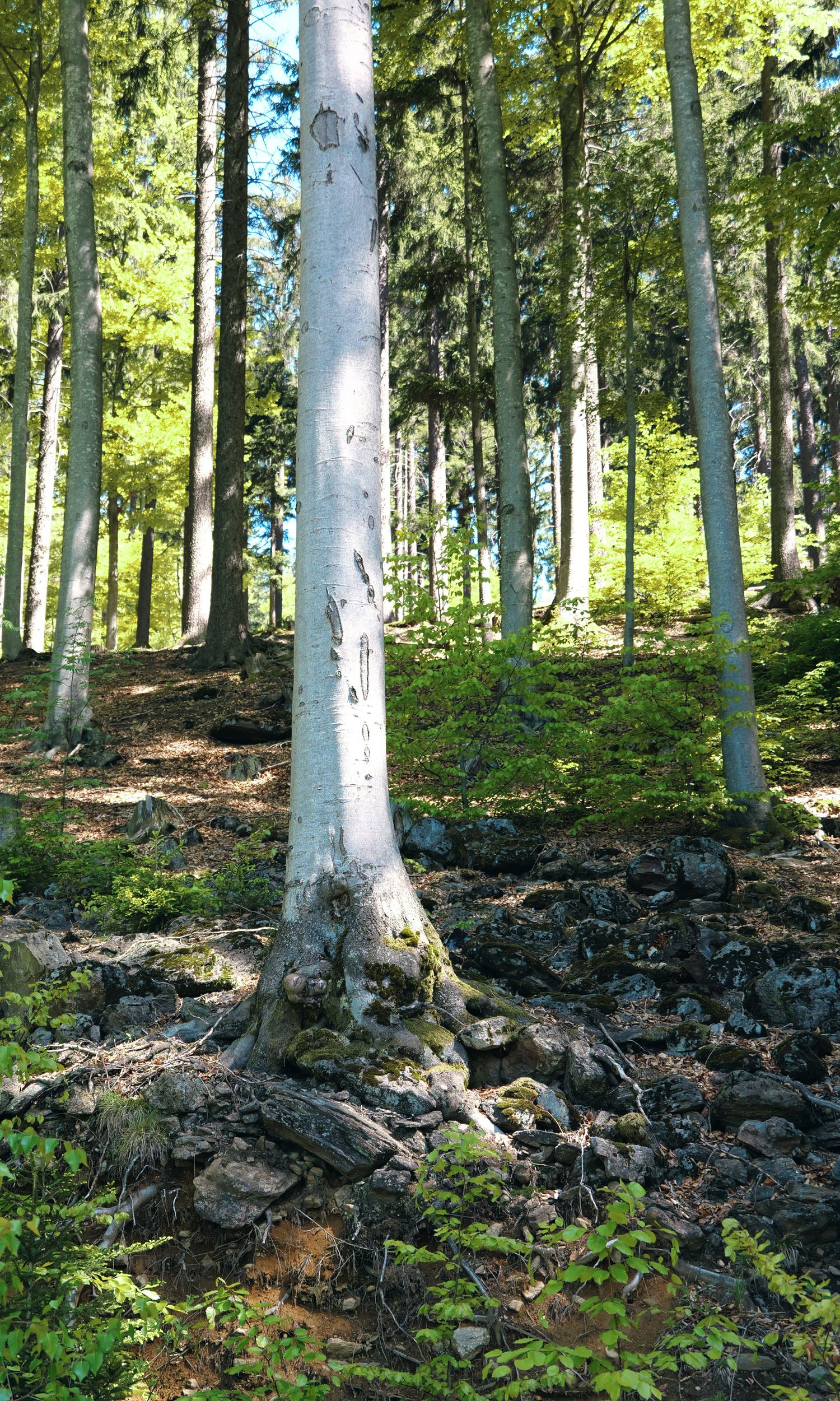 Baum Riessloch