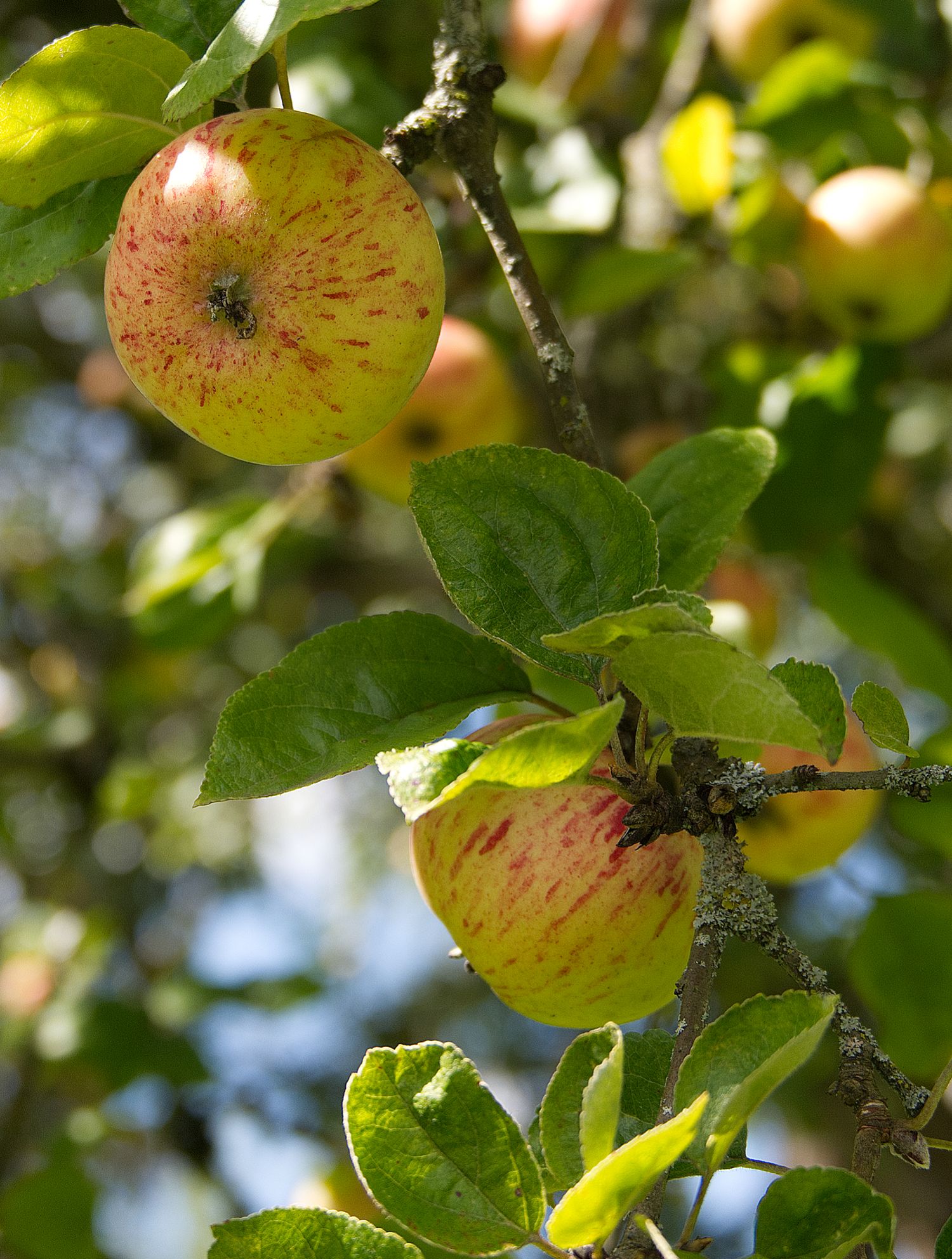 Apfelbaum