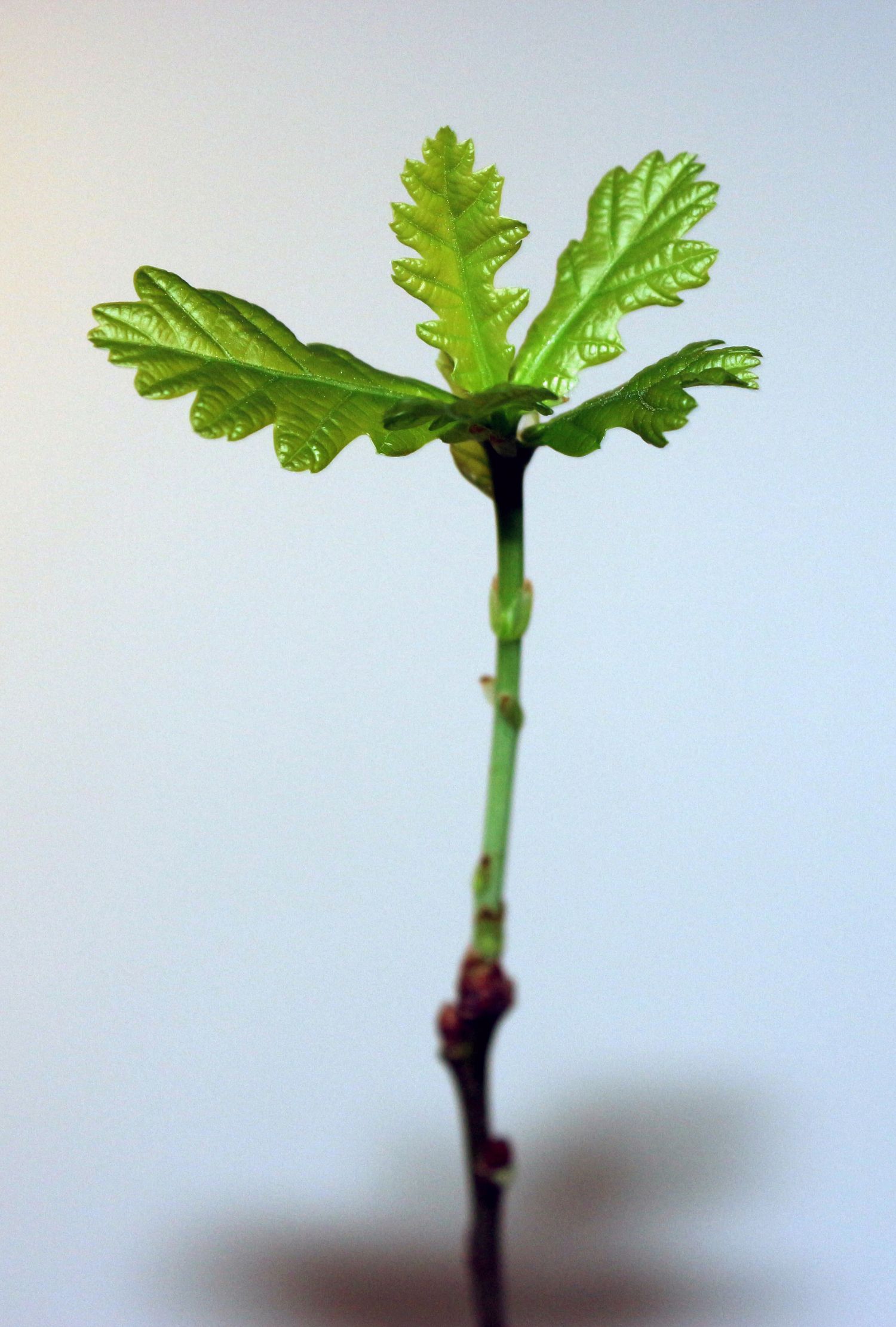 The-little-Oak-Tree