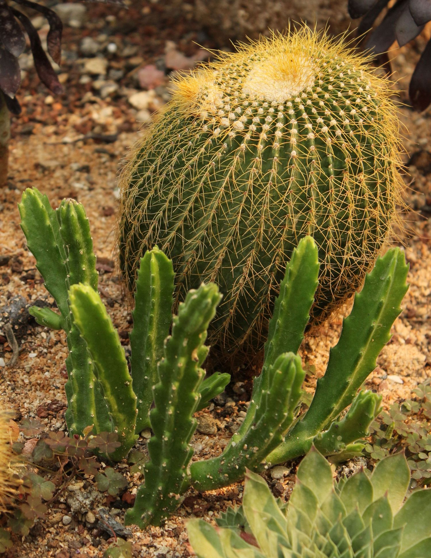 Cactus-Environment