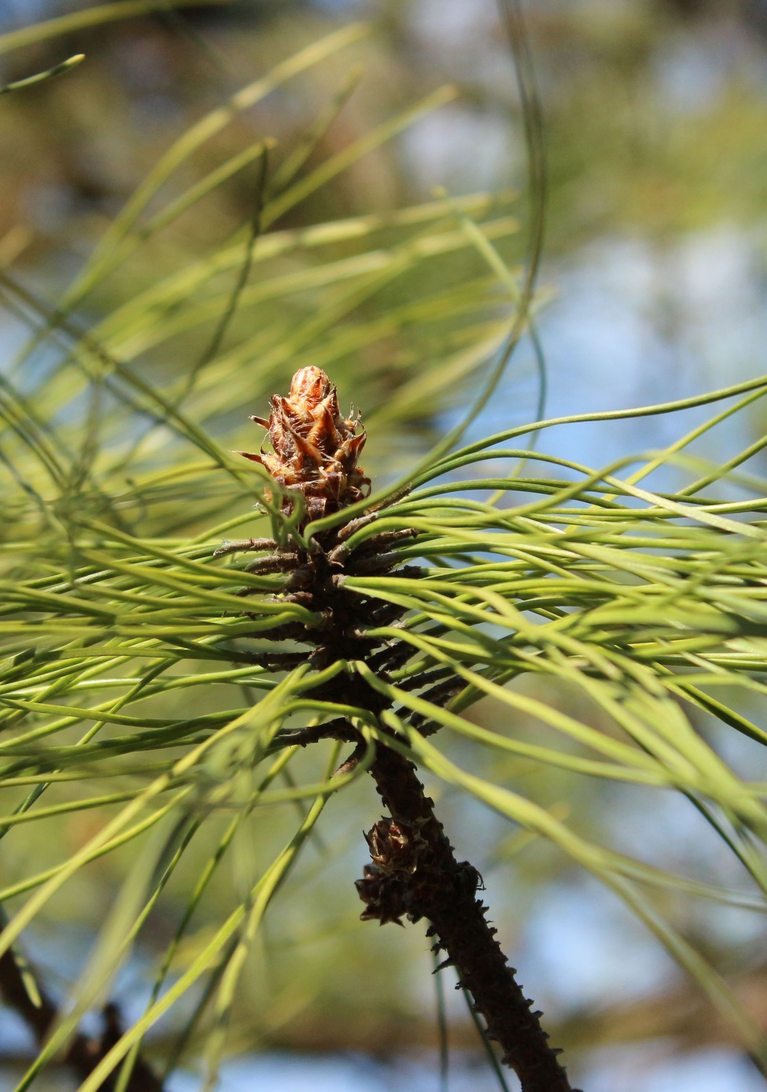 Fresh-Green-Trre-Needles