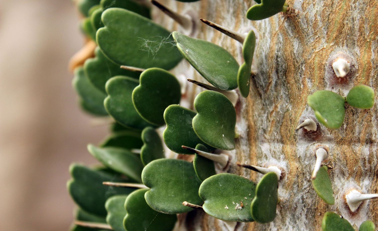 Spikes-and-Leaves