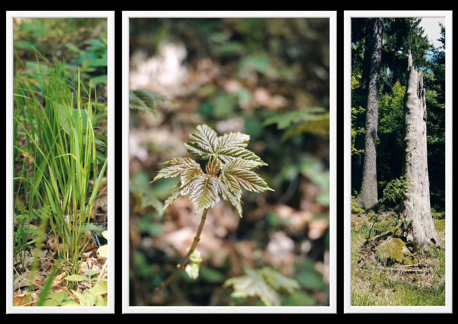 Triptychon Riesslochwasserfälle