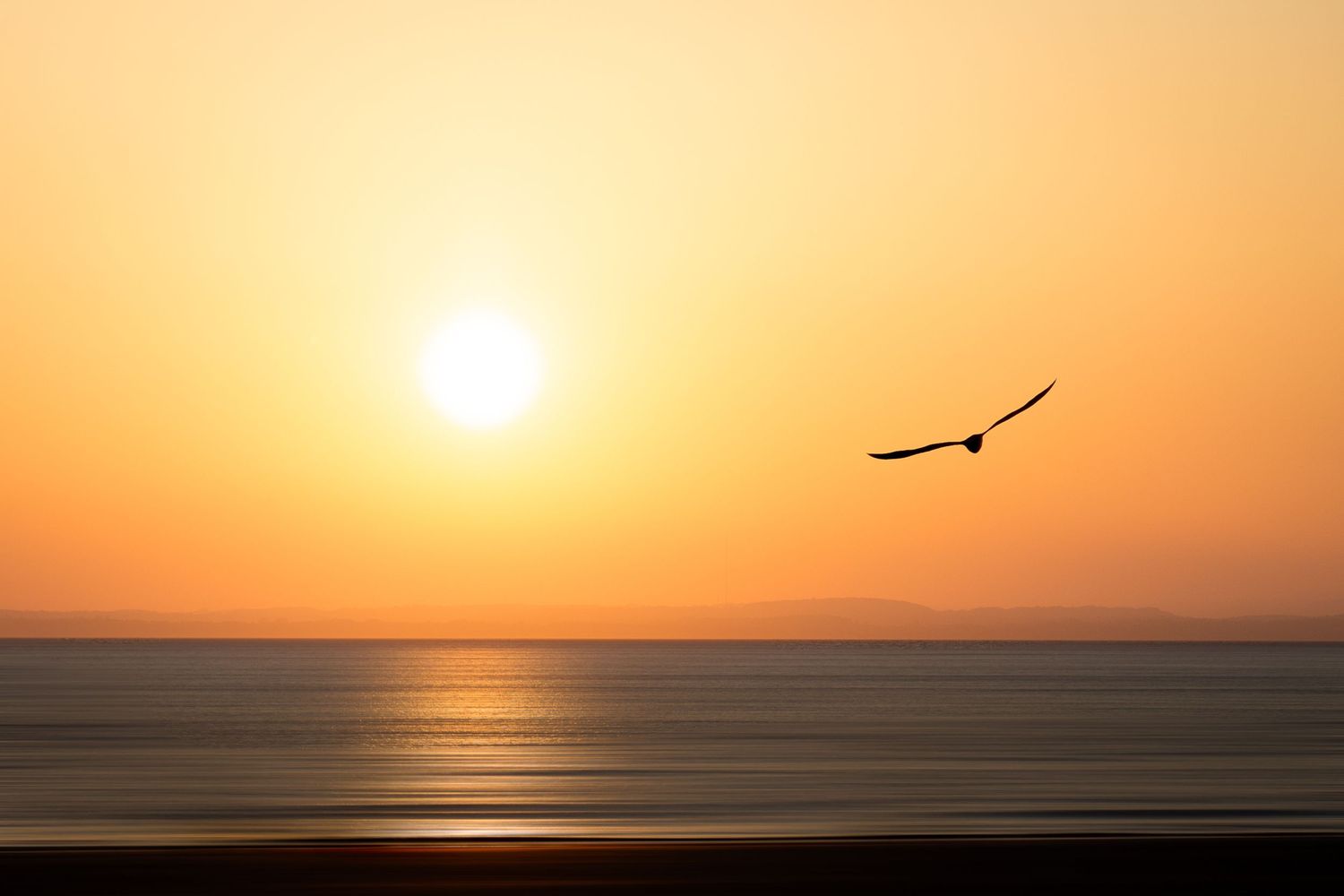 Golden sunset over the Bristol Channel with a seagull flying above calm water.